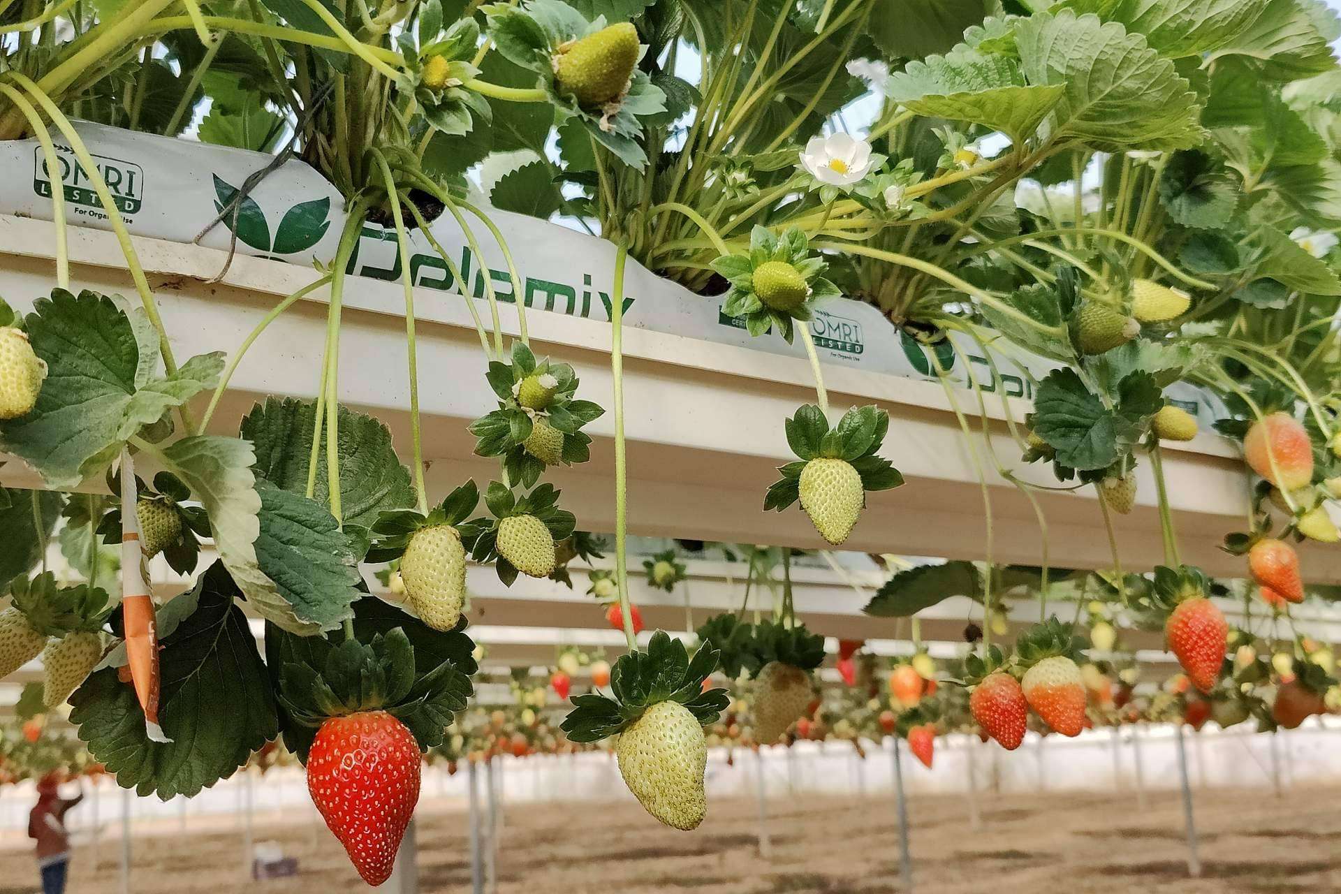 ¿Cuáles son los criterios a considerar cuando se planta en un invernadero con bolsas de cultivo?