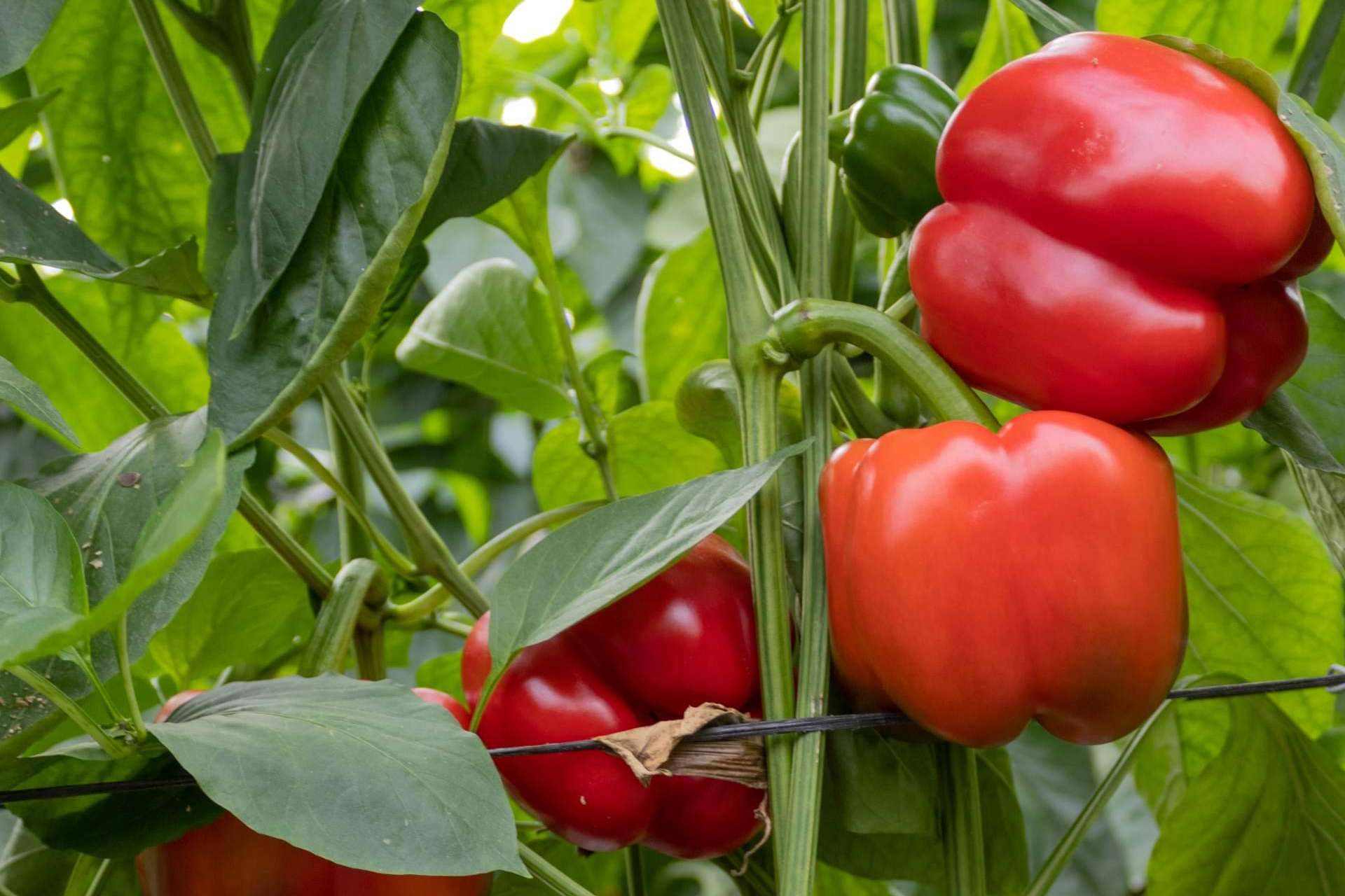 El incremento en las ventas nacionales e internacionales impulsa a CapGen Seeds a lograr un aumento del 18 % en la producción de sus variedades hortícolas