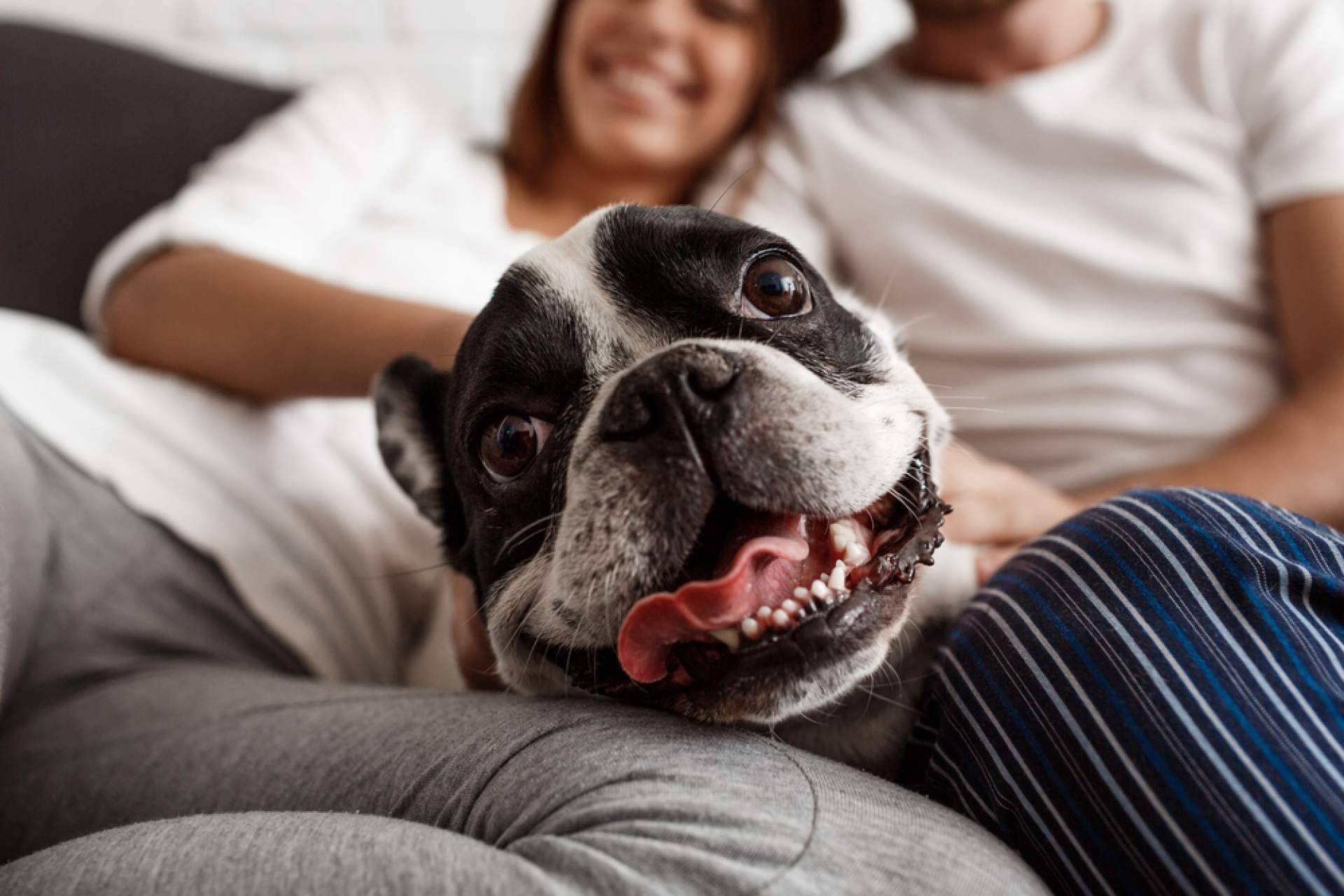 El estrés de las personas se puede contagiar a sus mascotas