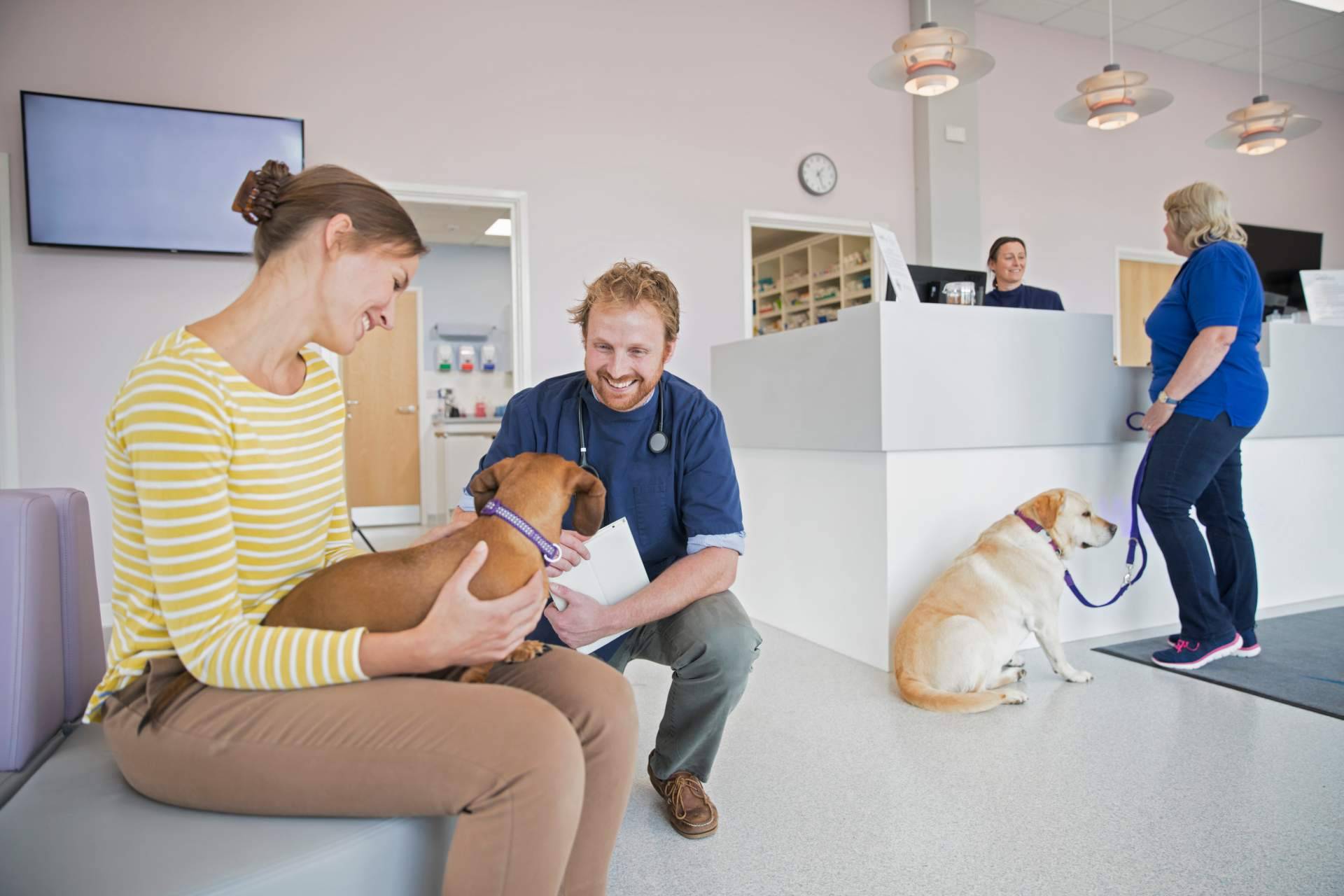 Cursos de auxiliar de veterinaria con VetFormación