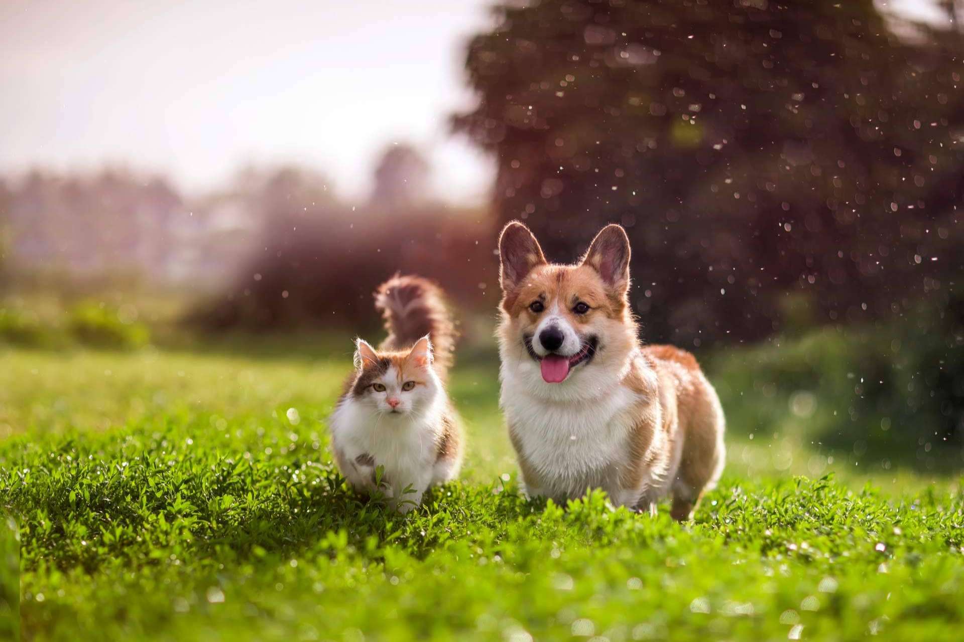 Más de 20.000 usuarios ya forman parte del Tinder de las mascotas, Social Animals