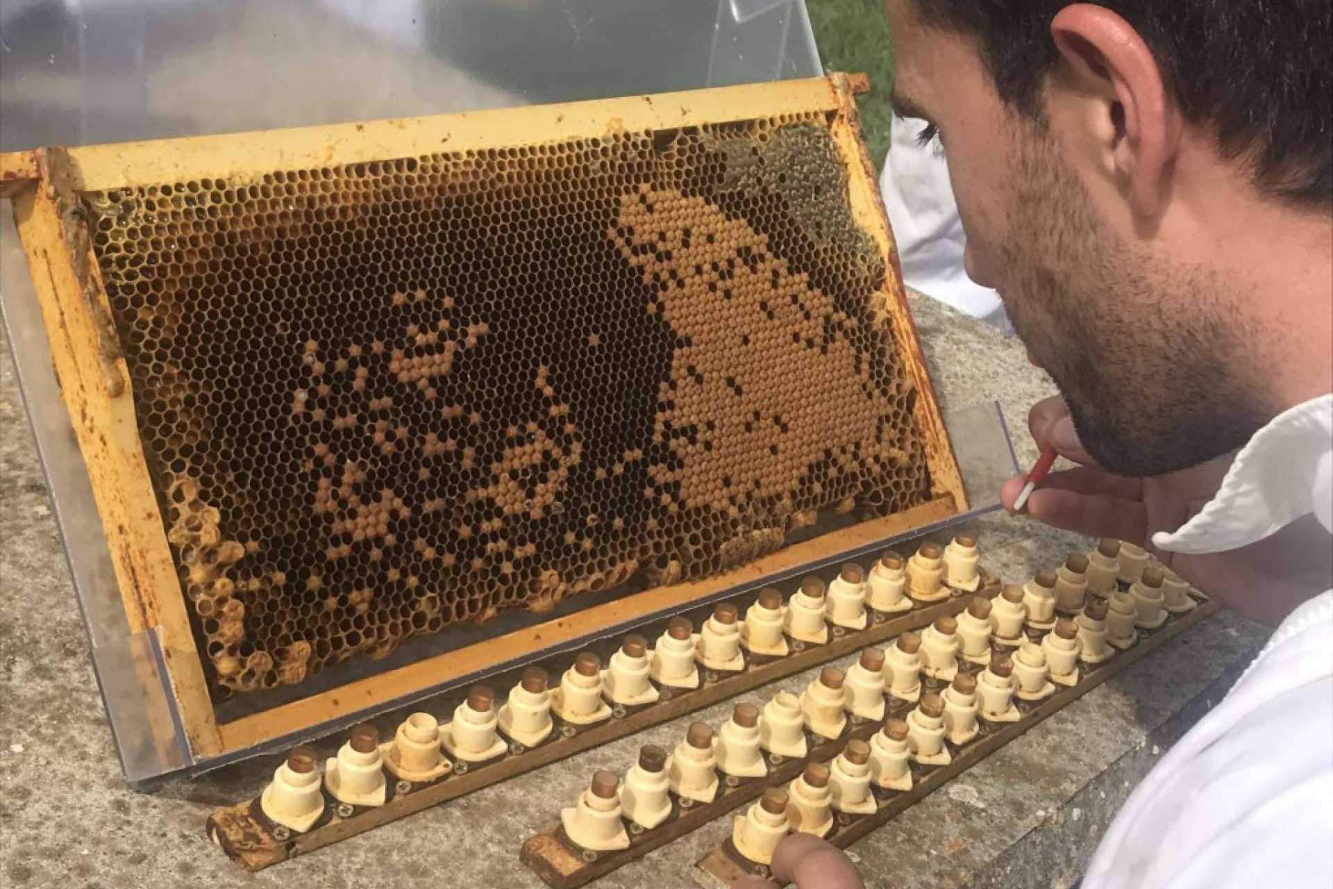 El criadero de abejas reinas y el enfoque que le da Cursos Apicultura