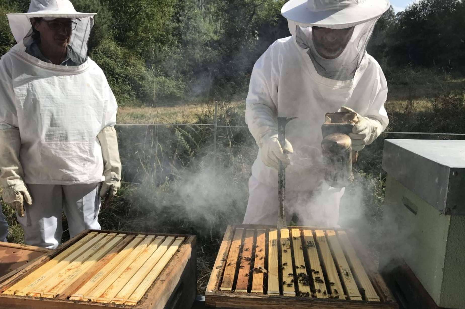 Adentrarse en el mundo de las abejas con las diferentes formaciones de Cursos Apicultura