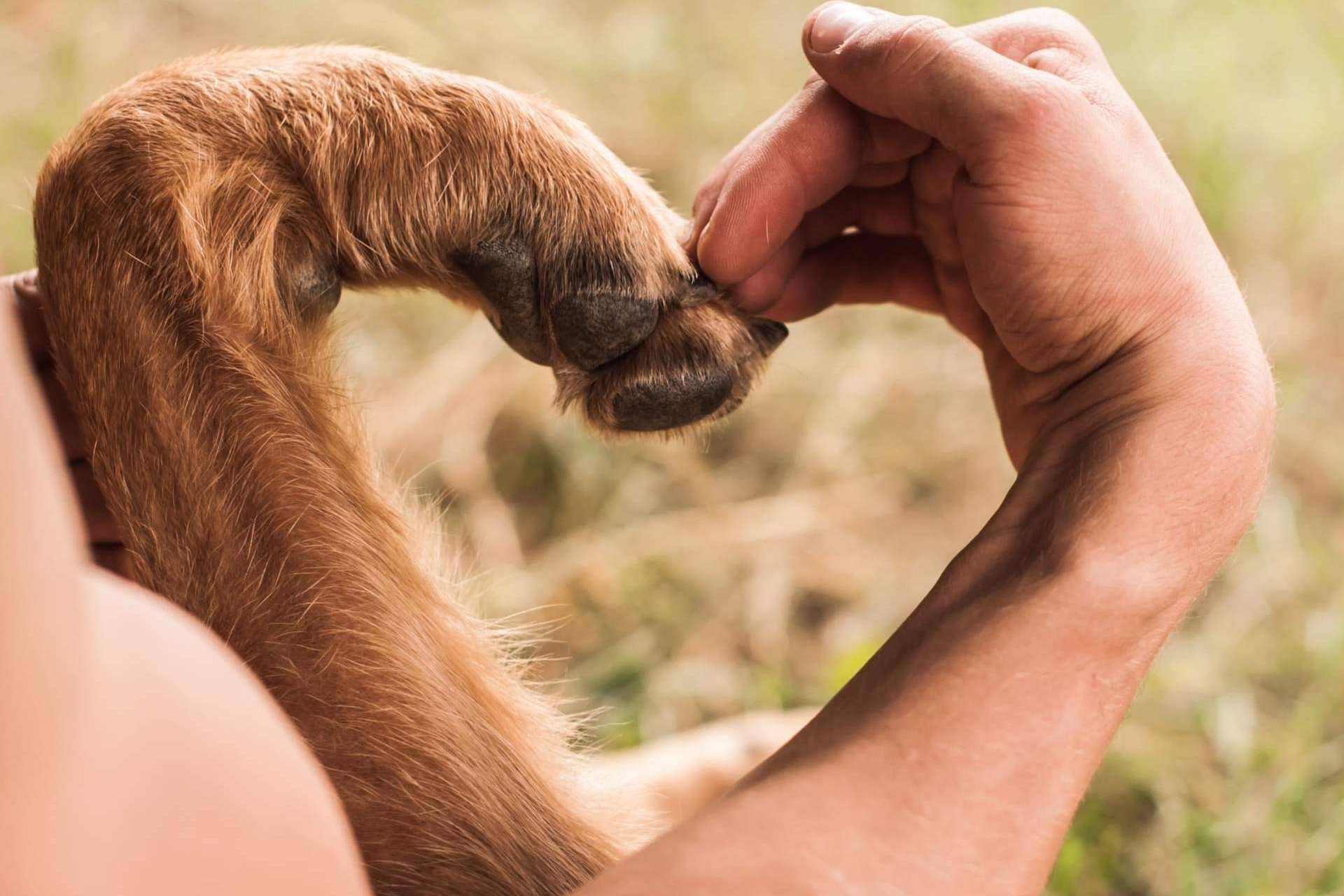 Los puntos más importantes de la nueva Ley de Bienestar Animal
