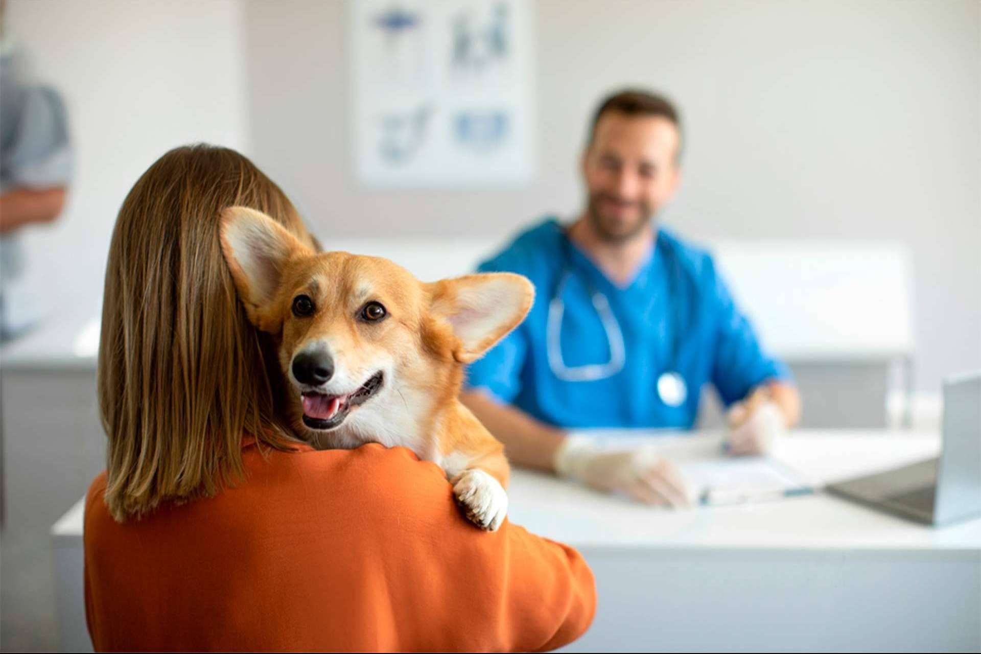 La Ley de Bienestar Animal incentiva la contratación de seguros para perros