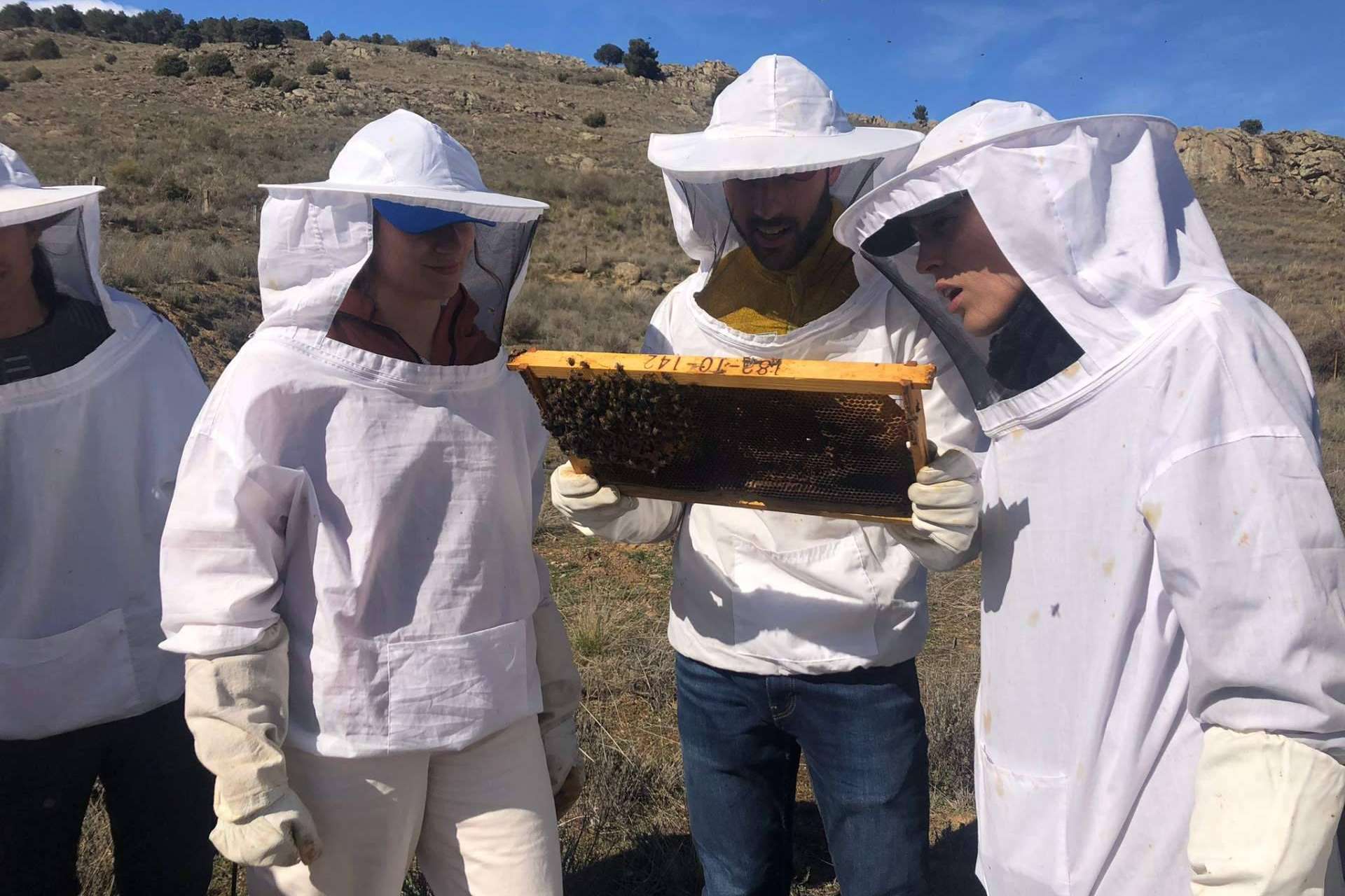 Cursos Apicultura ofrece curso de apicultura en España