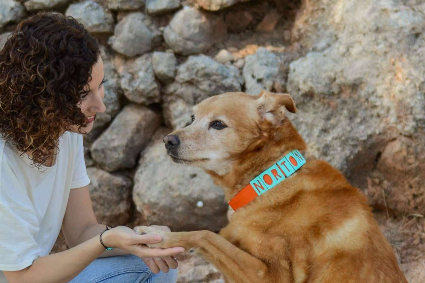 Los collares y chapas personalizadas de Seron permiten proteger a la mascota