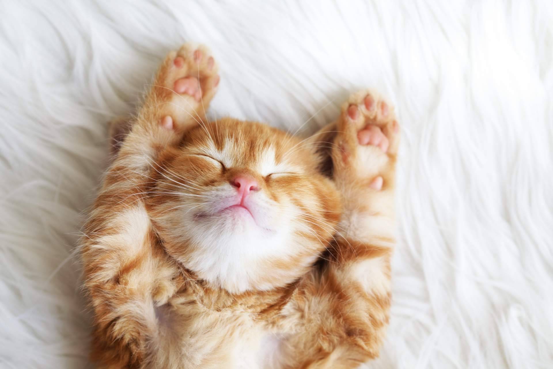 Recomendaciones y consejos de comida gatos de la mano de Era Pet food