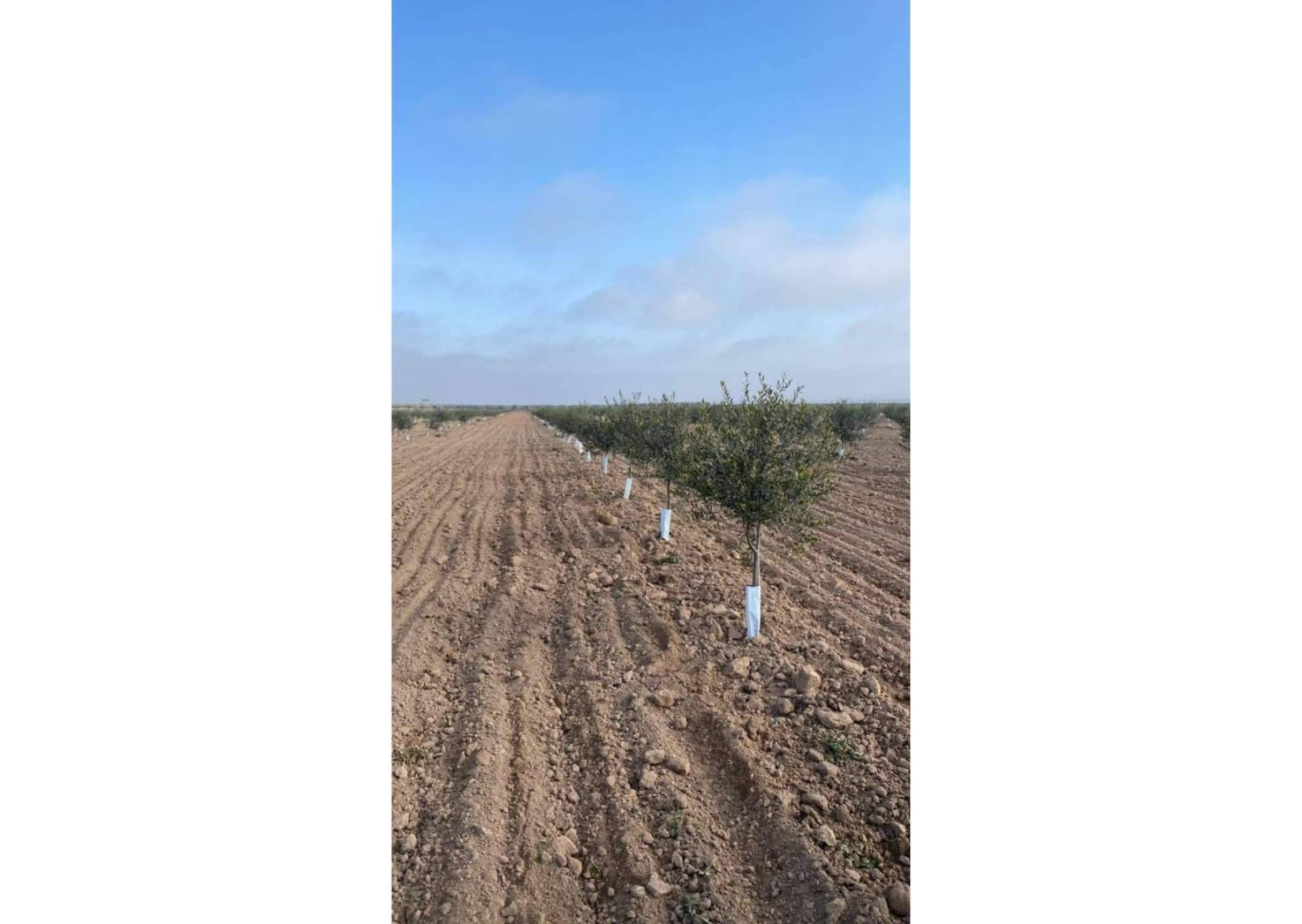 Comex Bodión, el socio para un olivar próspero. La excelencia en la venta de olivos