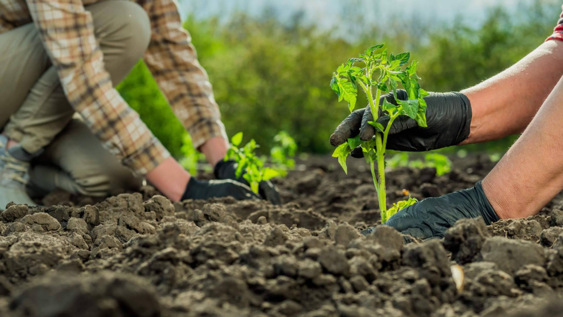 Pelemix enumera consejos para cultivar vegetales utilizando bolsas de fibra de coco