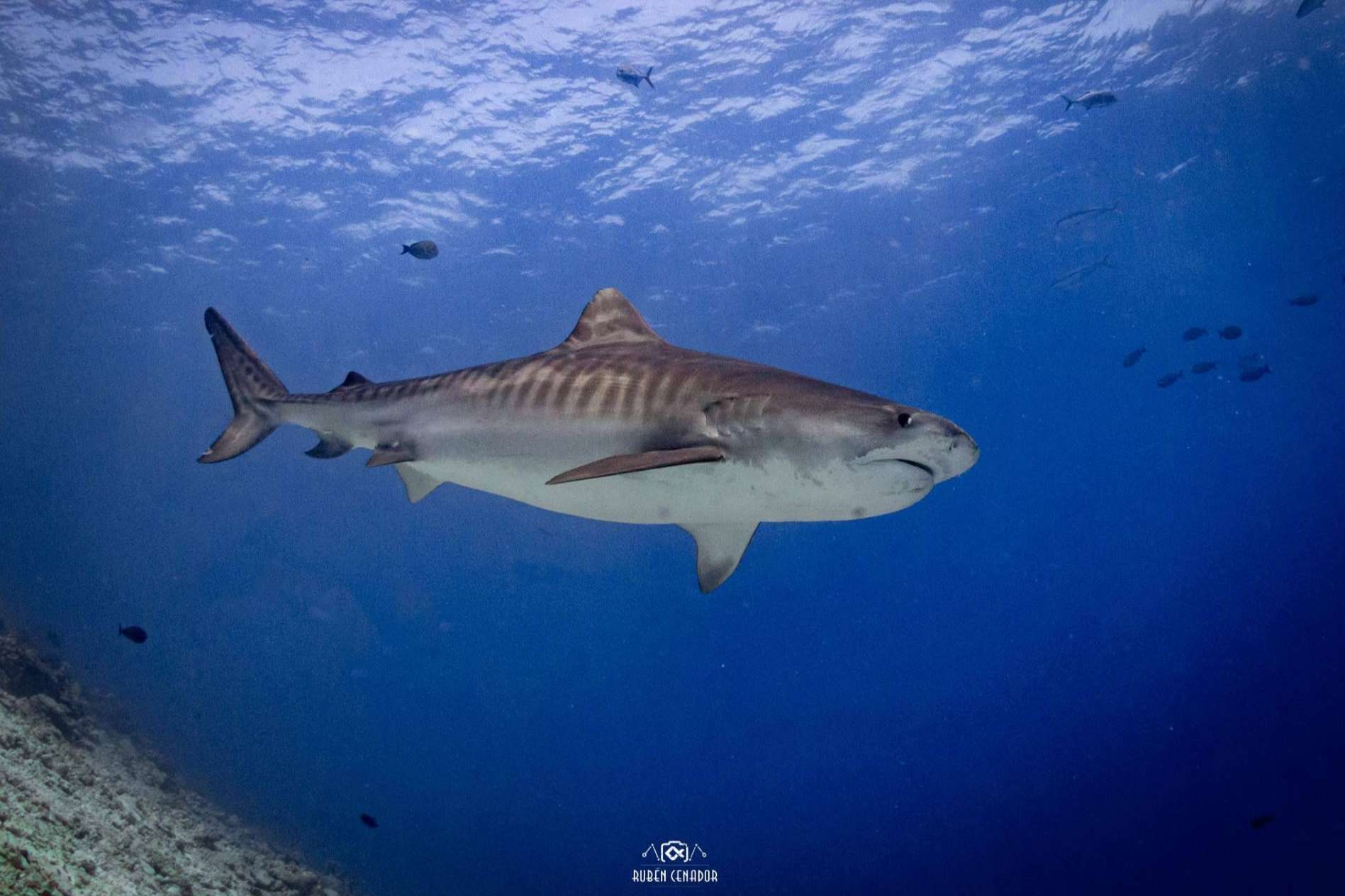 Vivir experiencias de buceo con tiburones con SevenBlue