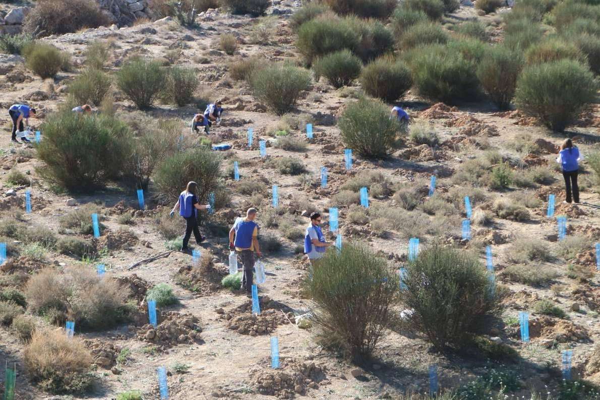 Alianza Logistics por segundo año consecutivo compensa su huella de carbono plantando un bosque