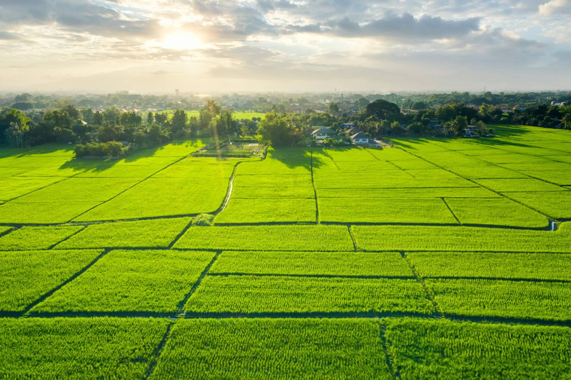 Medir la conductividad eléctrica del sustrato de coco es vital para el crecimiento óptimo de las plantas