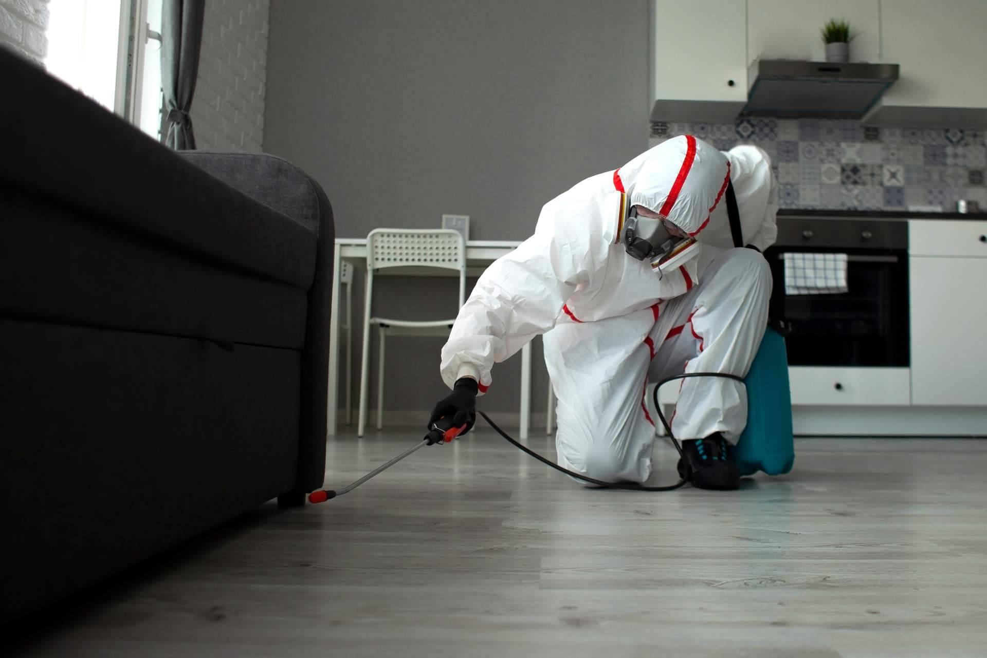 El aumento constante de las plagas de insectos y roedores en la Comunidad de Madrid en 2023