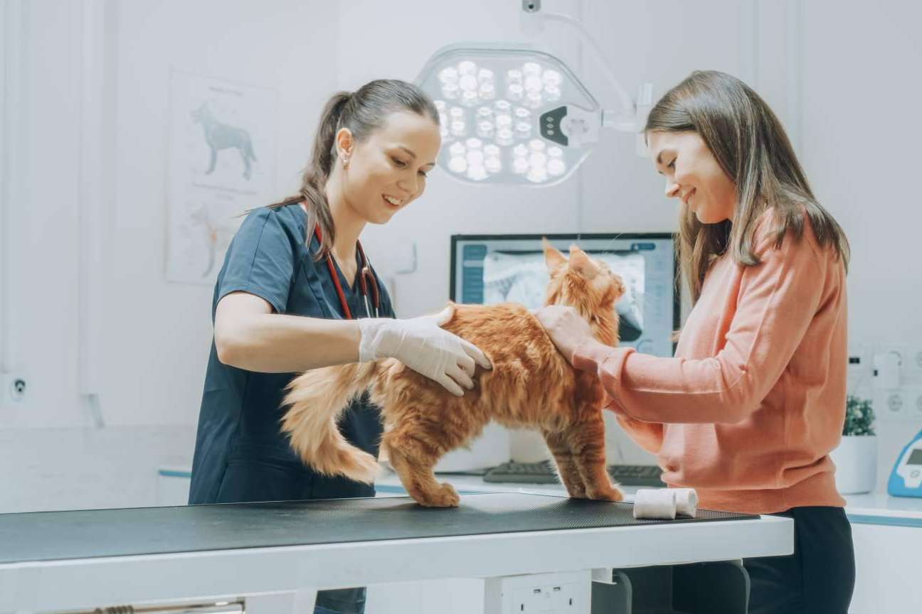 Vetformación pone a disposición formaciones profesionales de auxiliar técnico veterinaria
