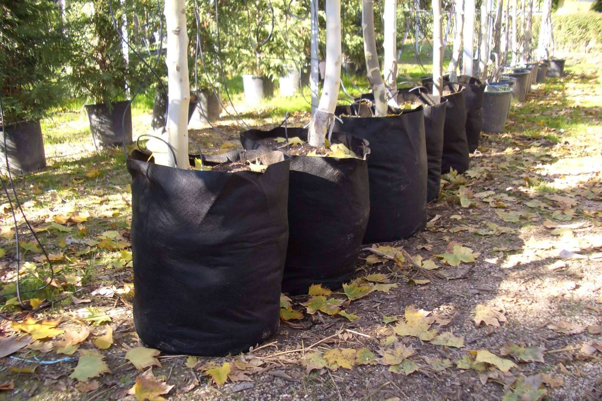 ¿Cuál es el beneficio de los sacos de cultivo de Floratex para productores?