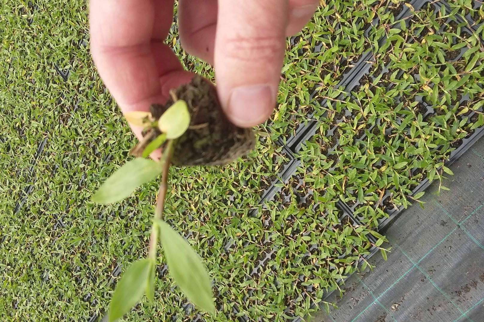 Gramigreen, especialistas en producir césped, gramón para jardines