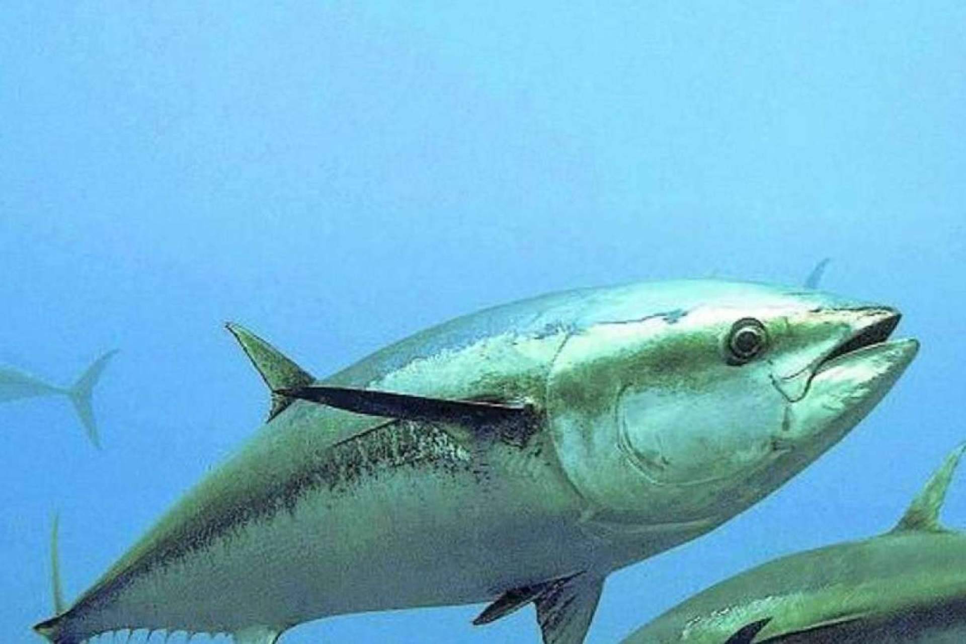 Las jornadas de marcaje en el Scientific Angler Tagging Tour son un éxito total