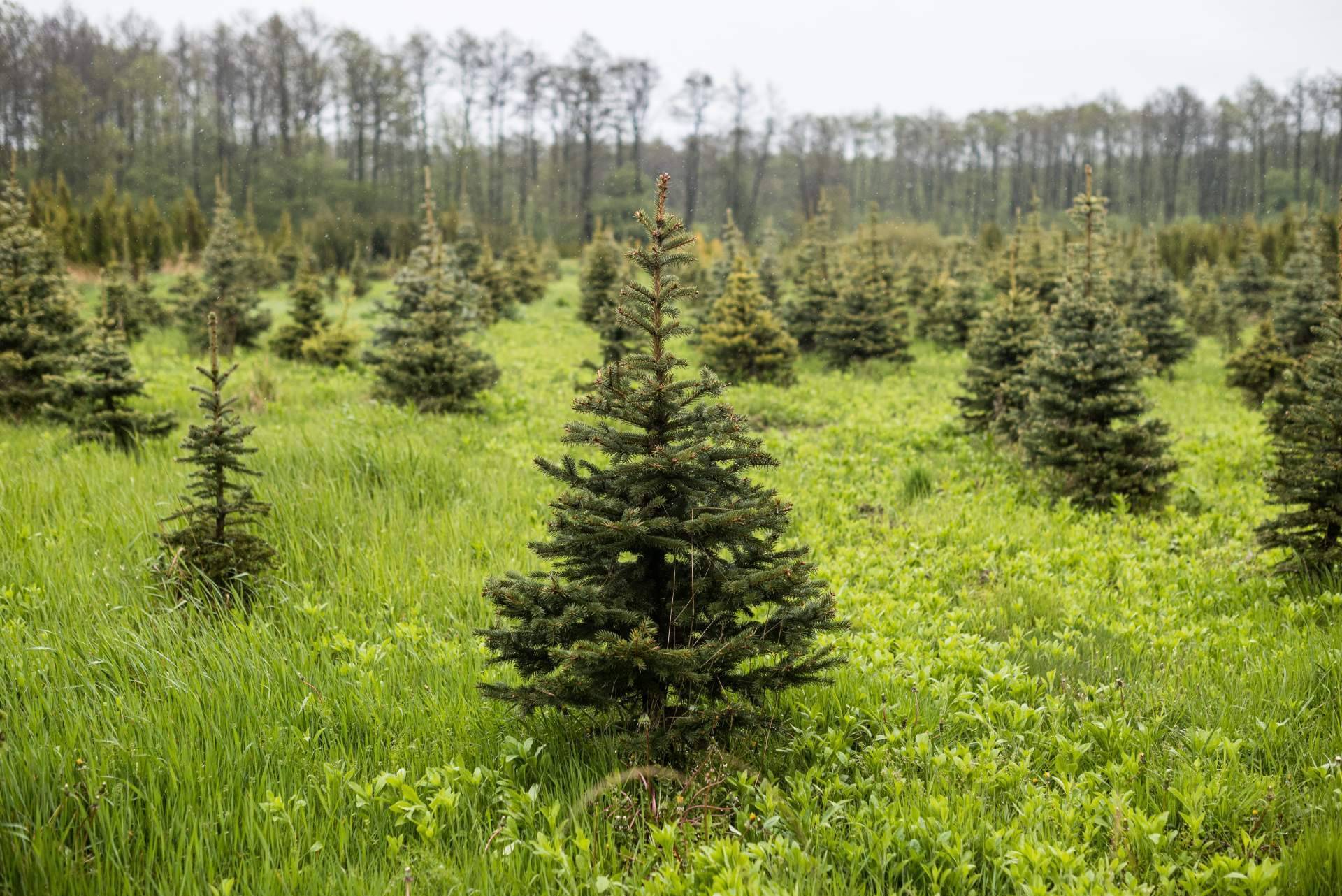 Navet pone a disposición árboles de Navidad naturales sostenibles