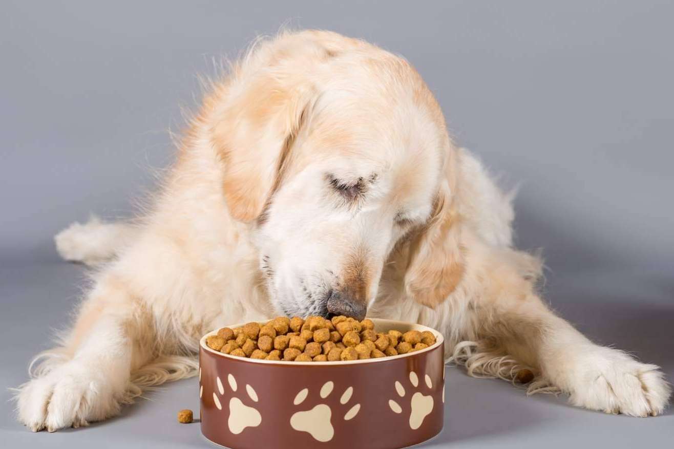 Proporcionar al compañero peludo una nutrición sobresaliente con el pienso para perros adultos de Era Pet Food