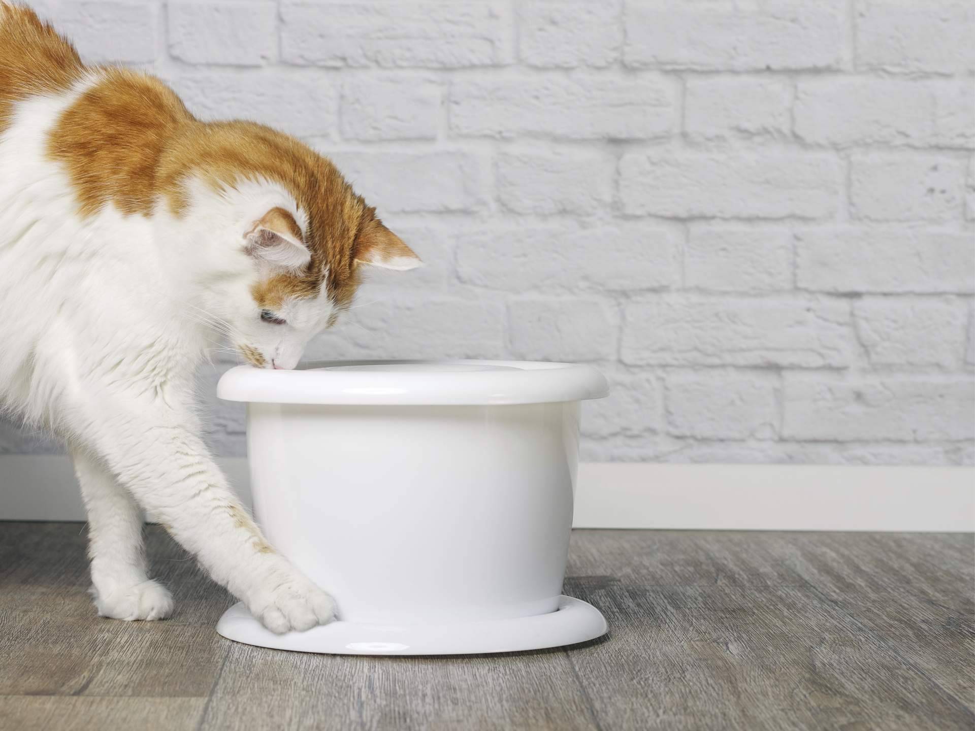 Can Xana, tienda online de alimentación para gatos