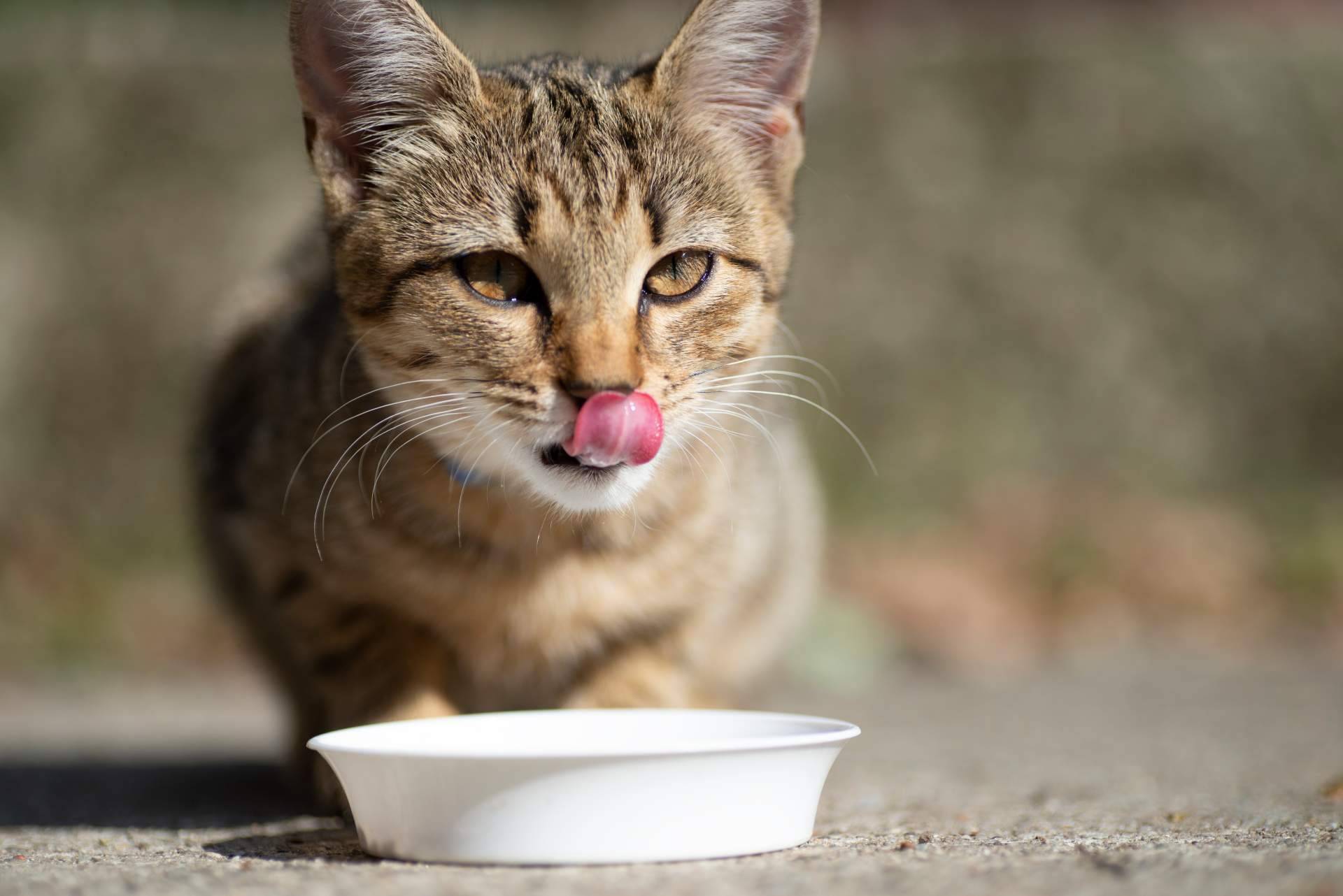 Era Pet Food cuenta con pienso para gatos adultos de alta calidad