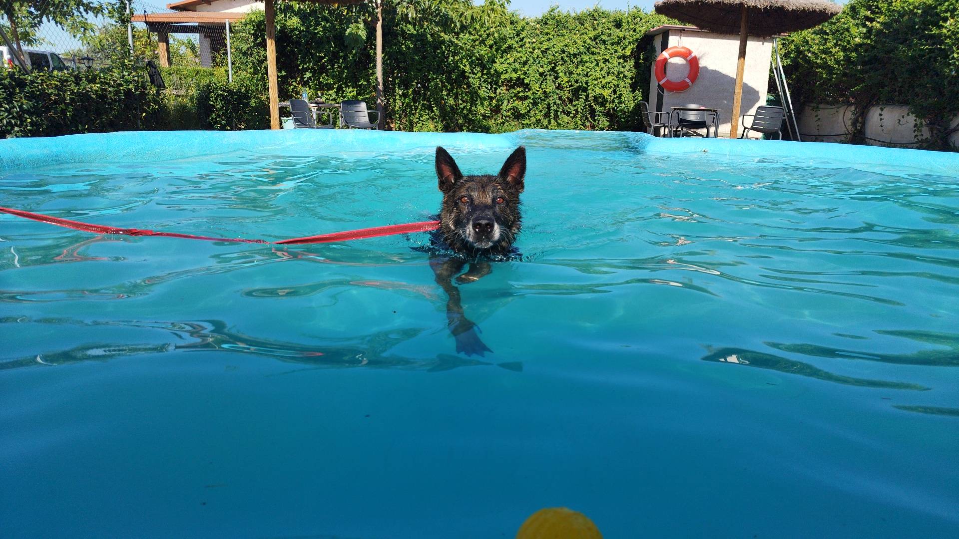 Monte Ida es una residencia con zonas de esparcimiento para perros