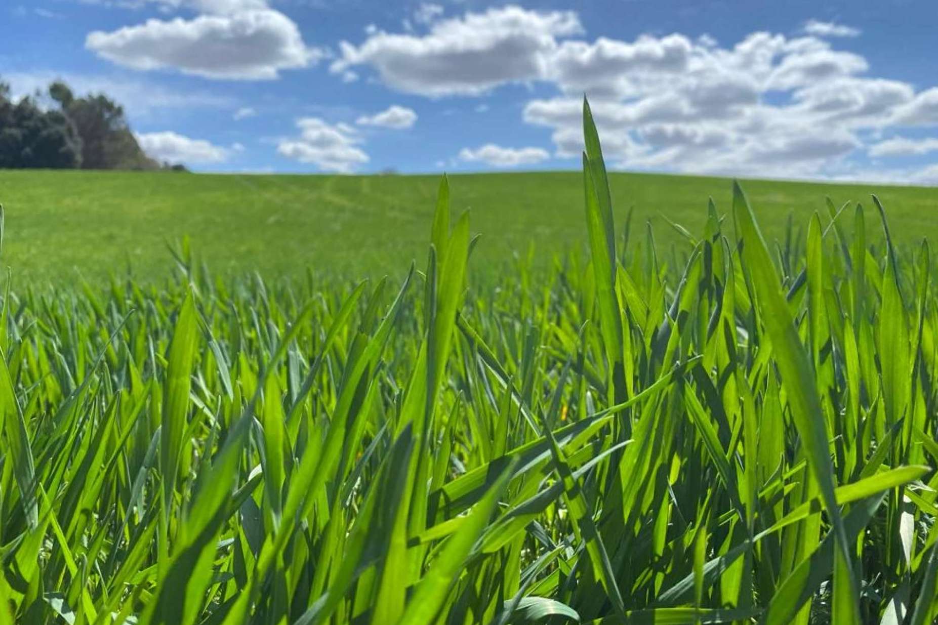 El estimulador de raíces Upper-Active que ofrece un 70% más de sistema radicular, lanzado al mercado por Upper Nutrients