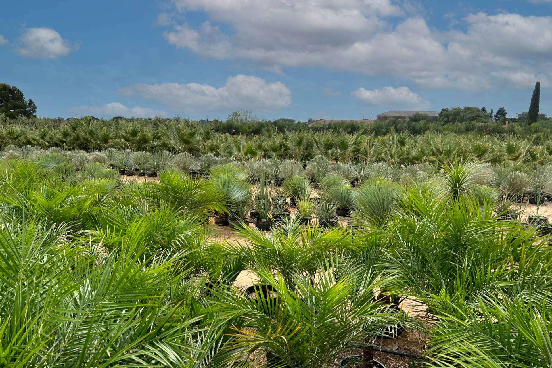 Tips para seleccionar palmeras para jardín, con Tropicalia Garden