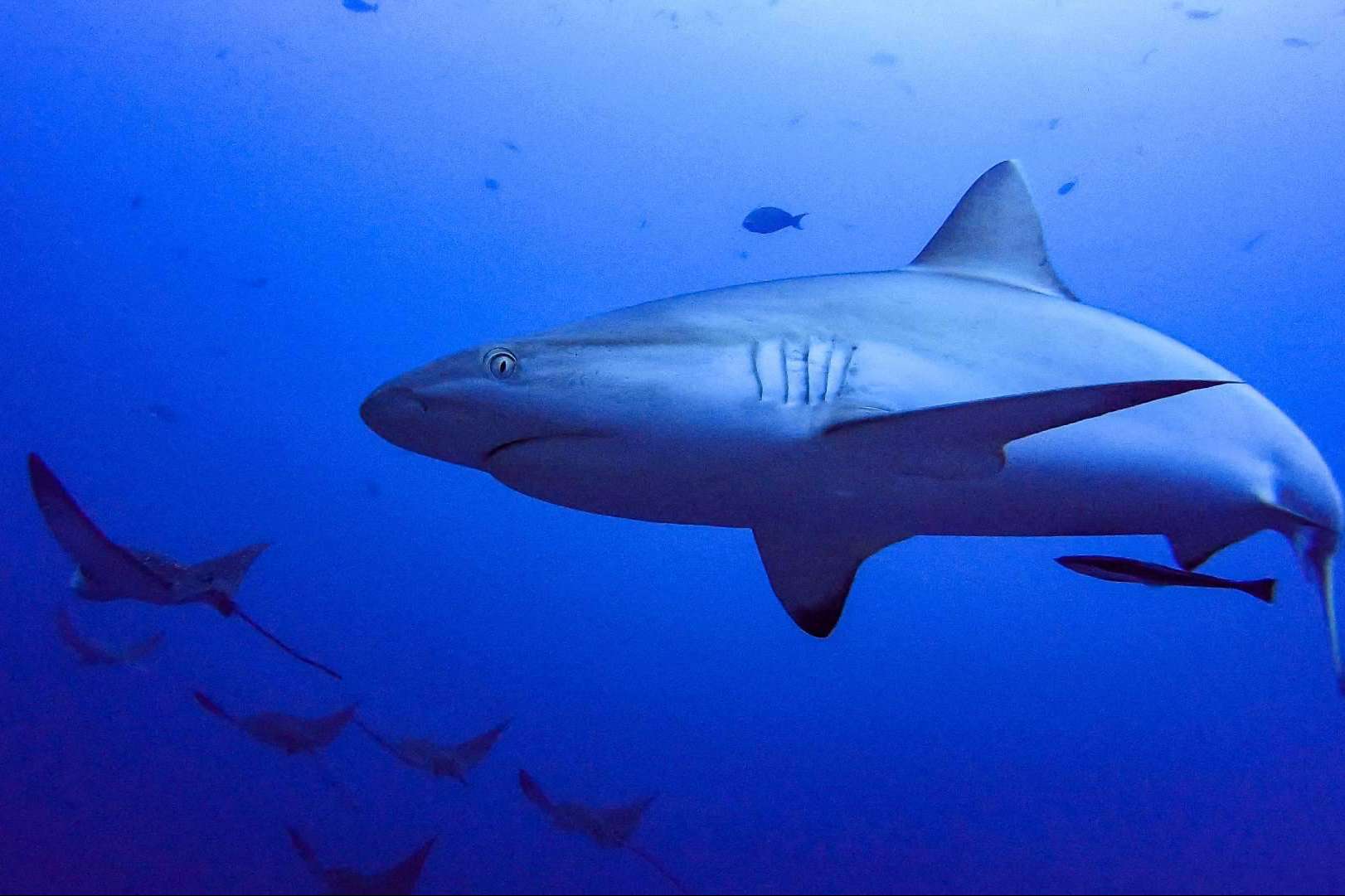 Drop Dive Maldives ofrece cursos de buceo en Maldivas y la posibilidad de observar tiburones