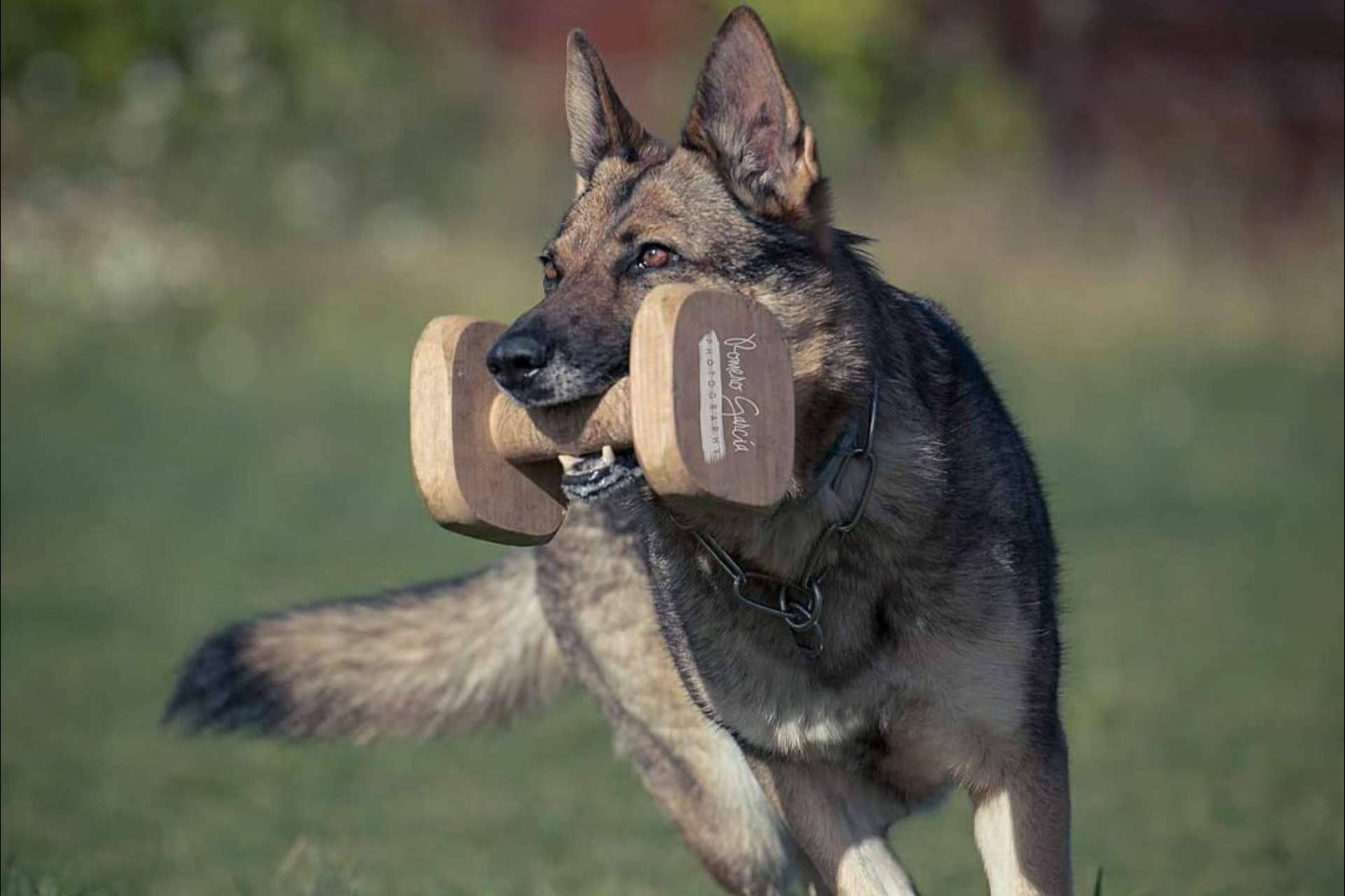 Adiestrador canino, una profesión de éxito y en pleno auge
