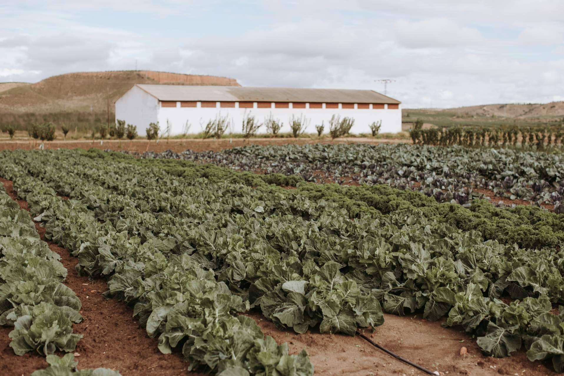 Agricooltura sostenible y ecológica con La Huerta de Hualdo