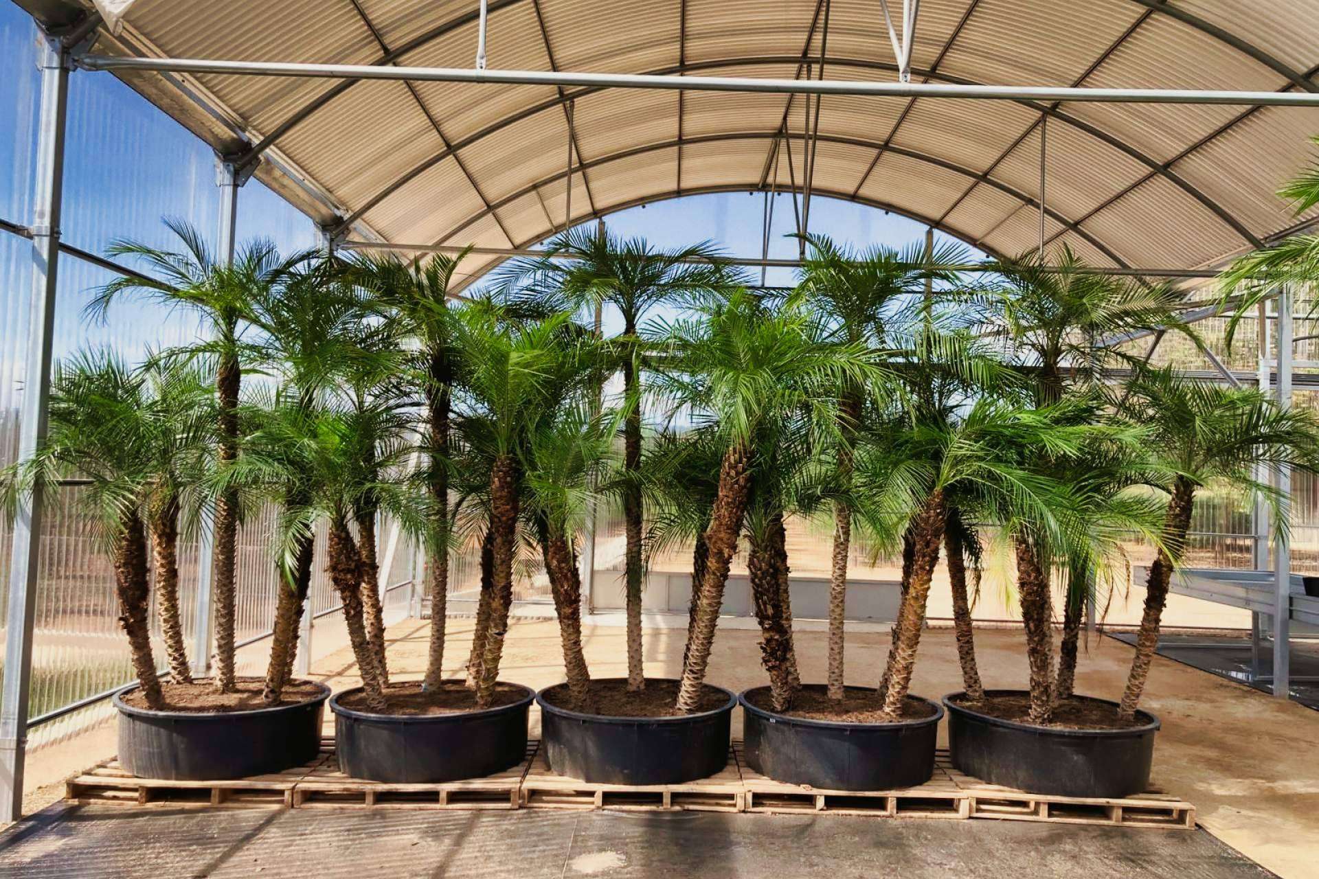 Tropicalia Garden, el vivero especializado en la venta y en el cultivo de palmeras