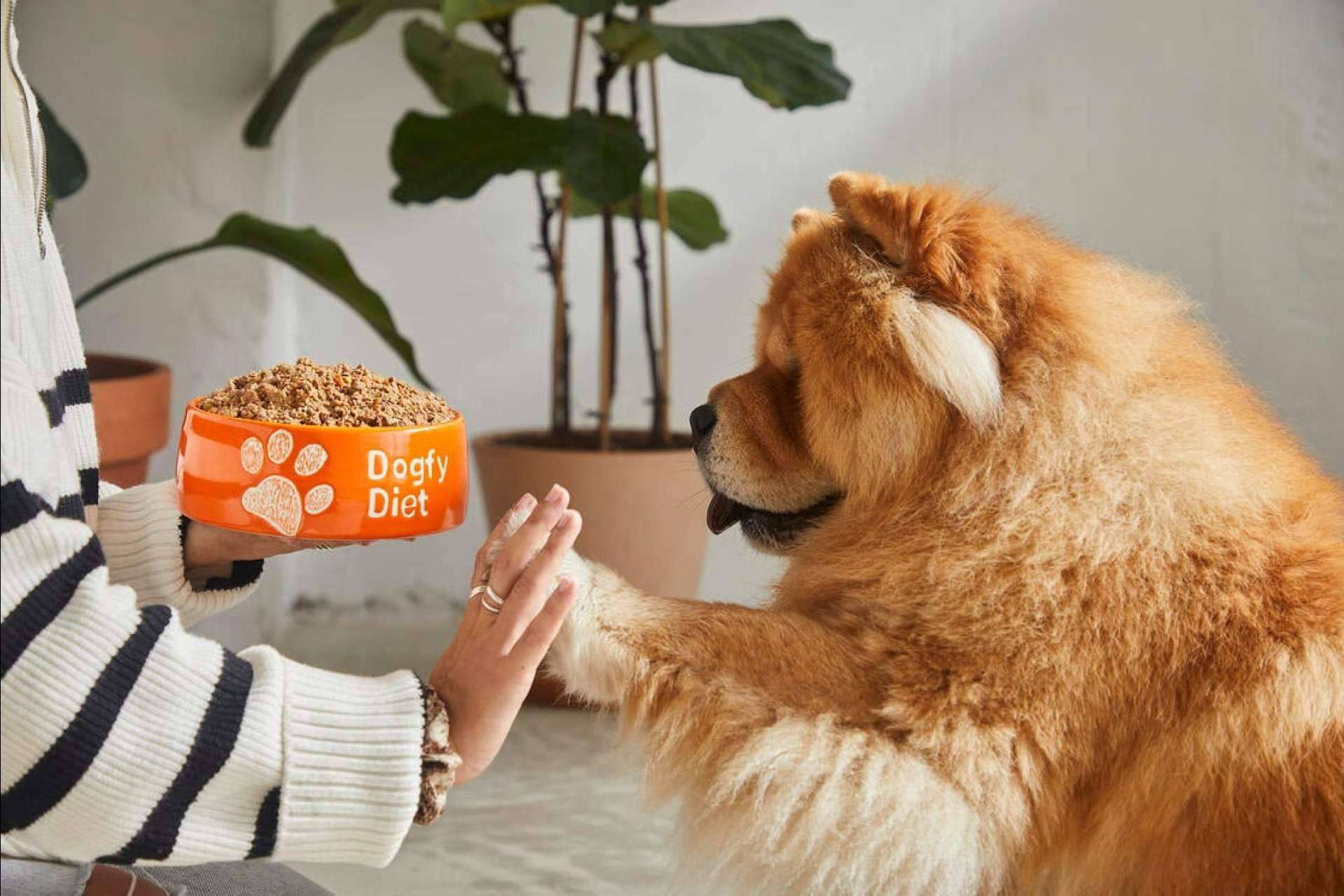 Dogfy Diet, alimentación natural para perros elaborada por expertos