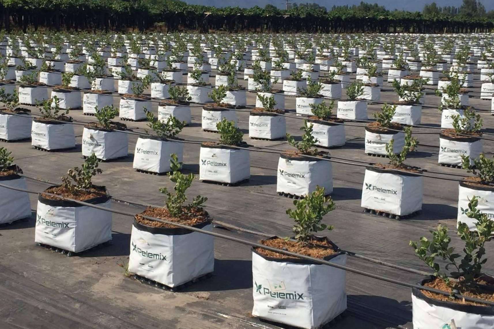 Agricultura sostenible de la mano de Pelemix; cultivos hidropónicos para luchar contra la sequía y el medioambiente