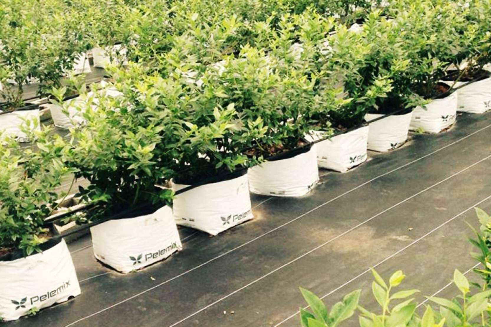 Los últimos avances en el cultivo de frutas blandas con las soluciones Open Tops de Pelemix