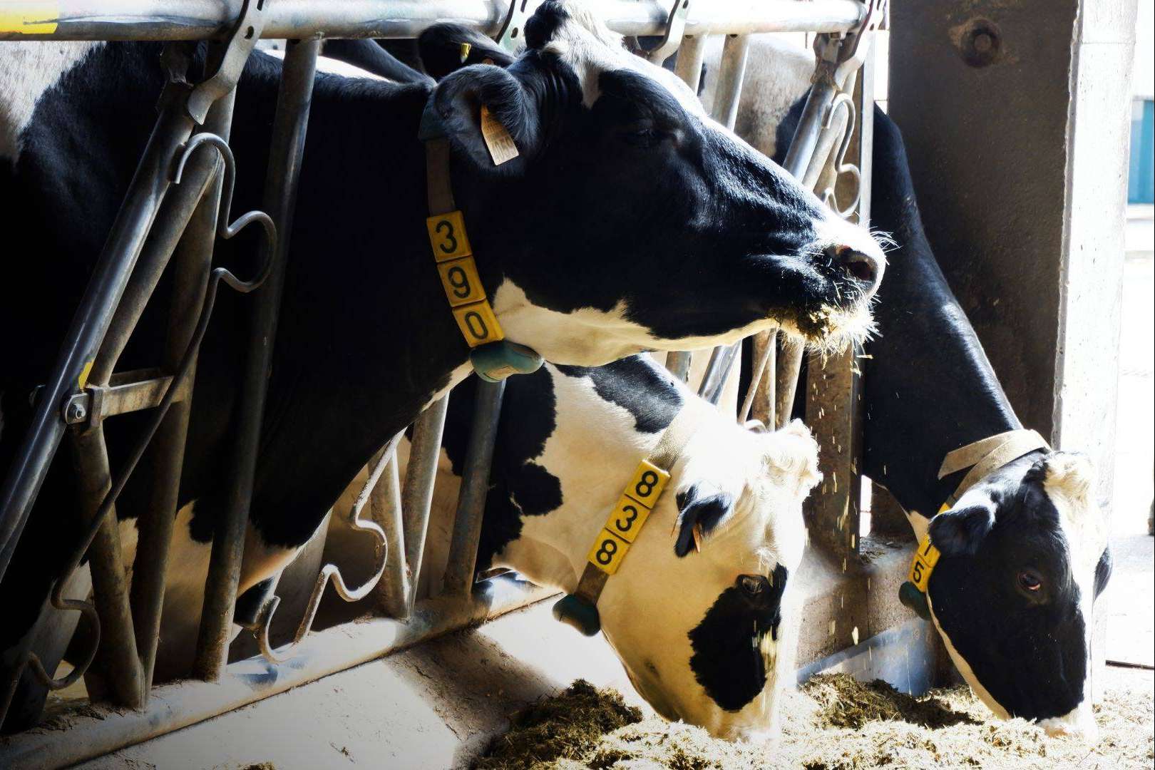 Ucoga, expertos con experiencia, liderazgo y calidad de gestión en seguros agrarios
