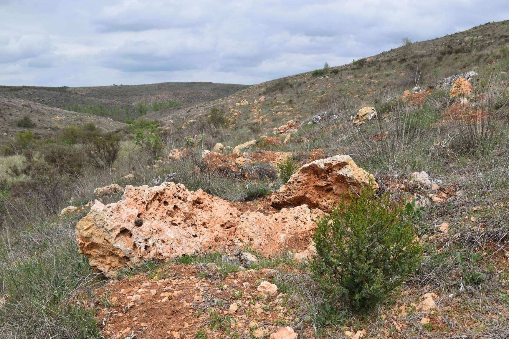 Las ayudas para producciones forestales de alto valor en Castilla y León y su gran demanda