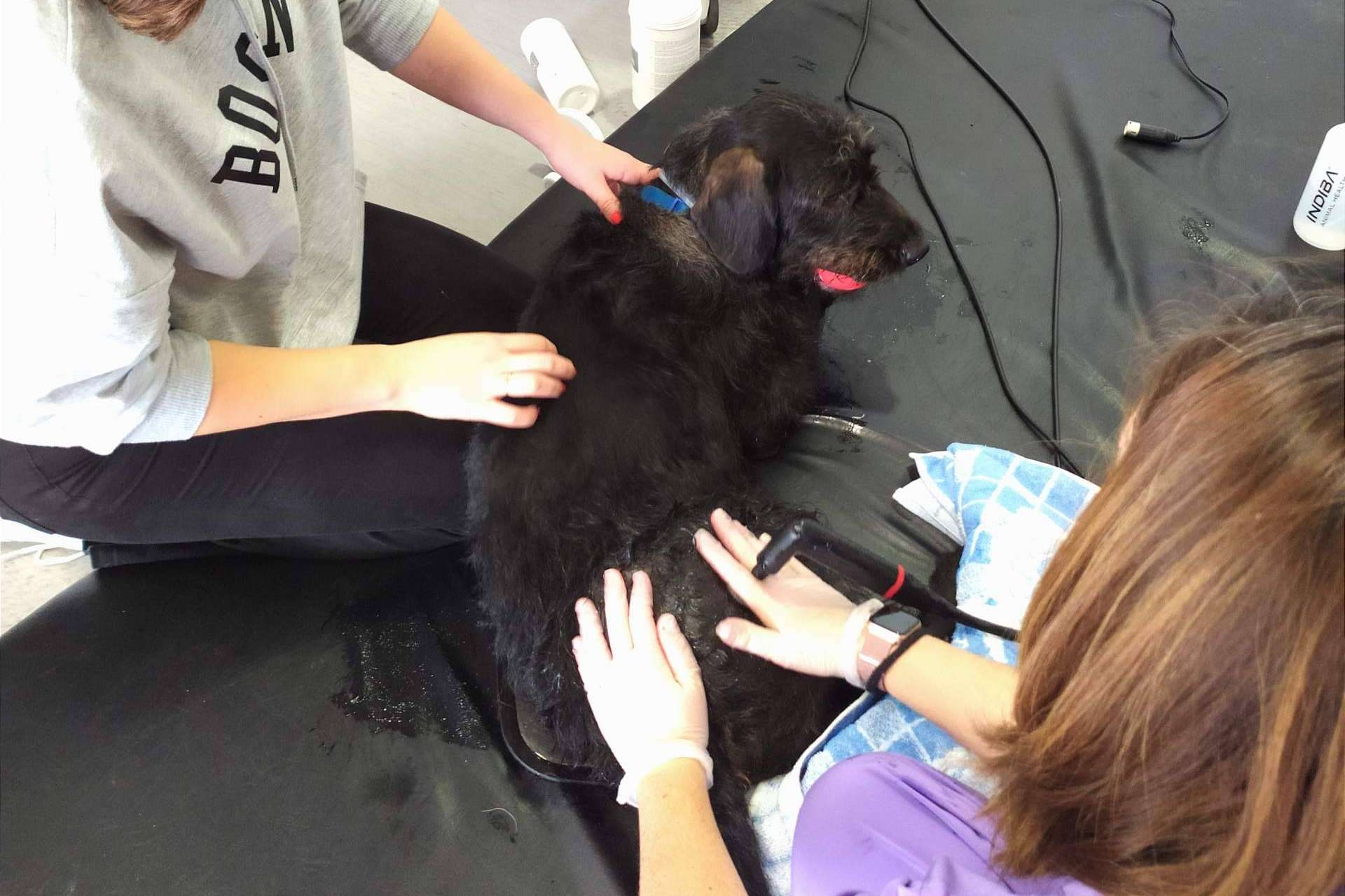 Los beneficios de la radiofrecuencia INDIBA en el mundo veterinario, de la mano de Reanimalia