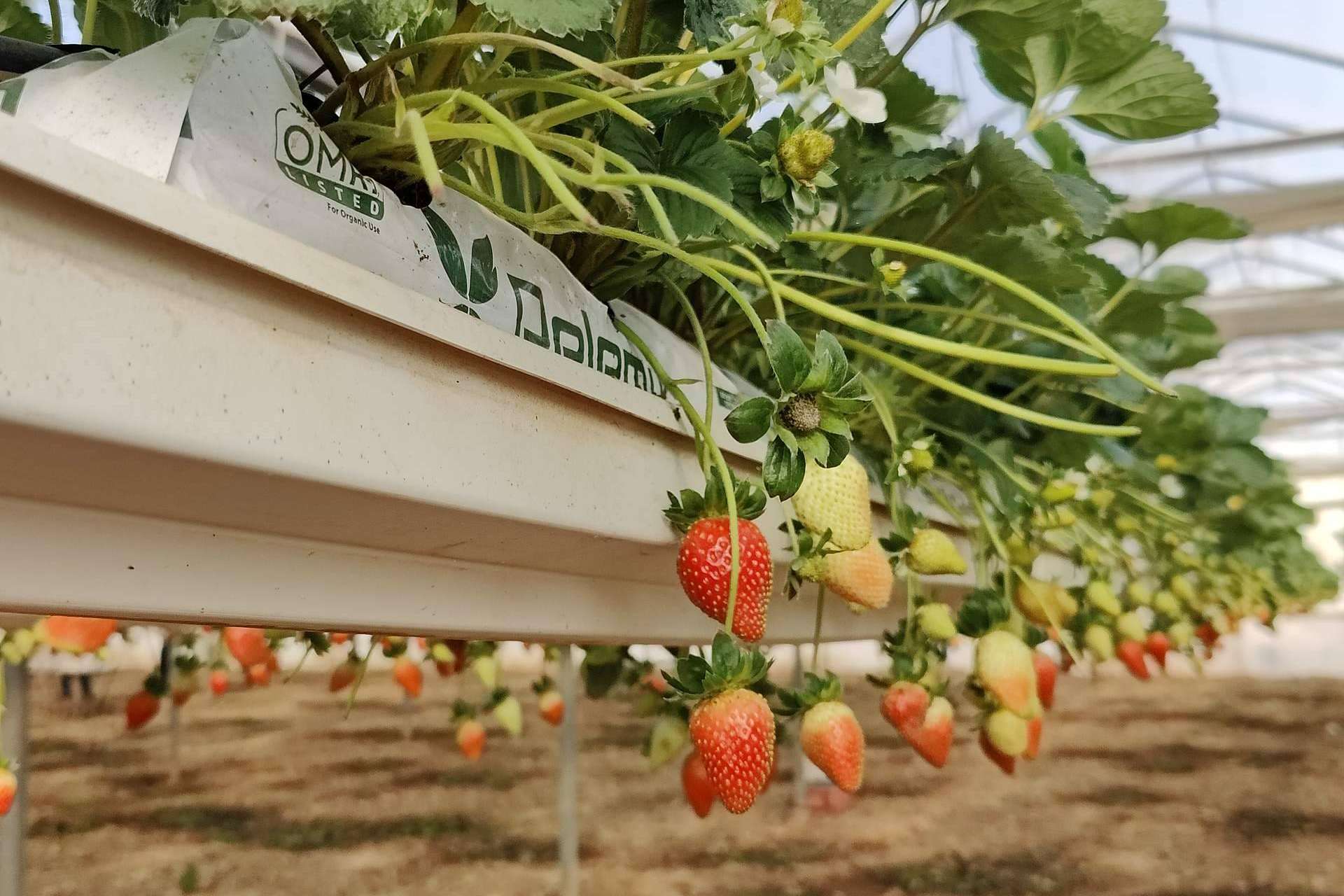 Beneficios de los sustratos de Pelemix para el cultivo de la fresa