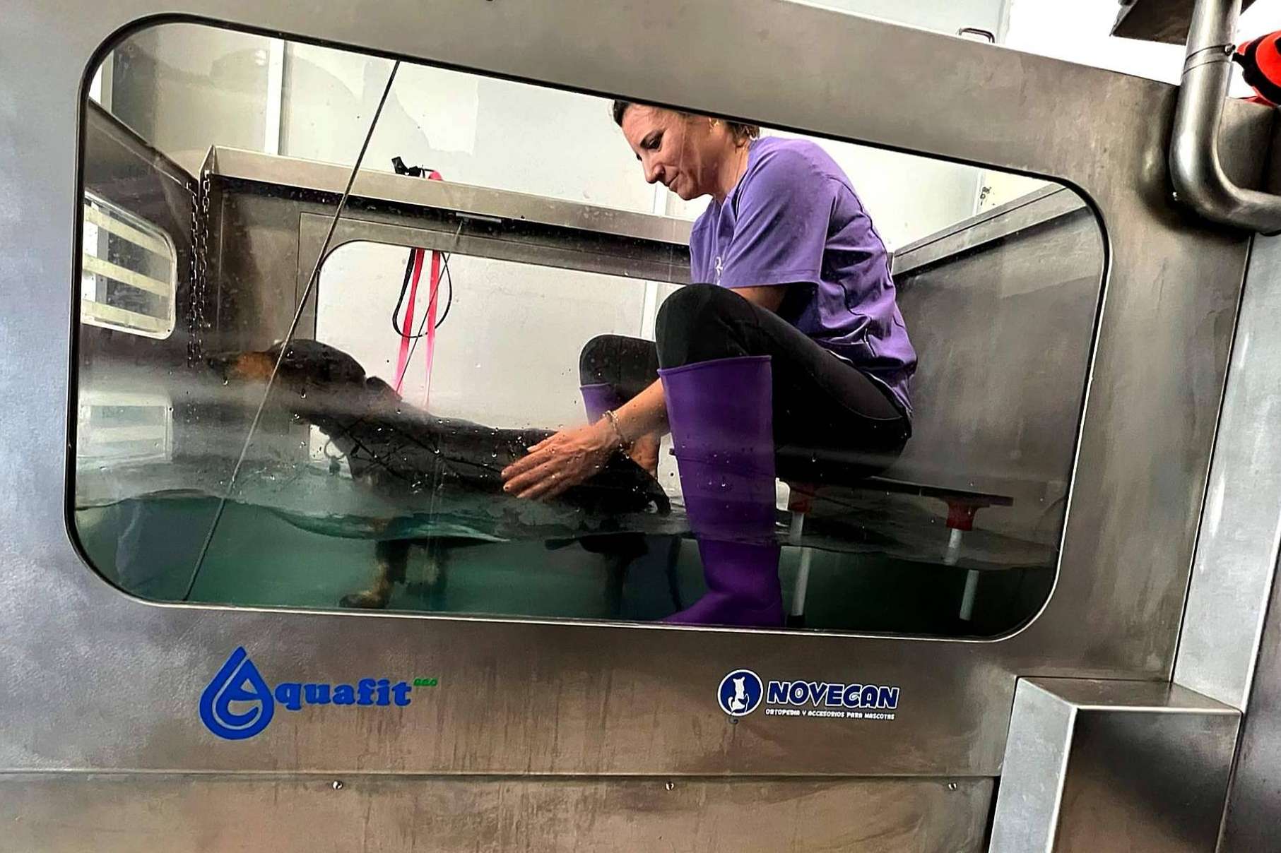 Reanimalia ofrece tratamientos de hidroterapia en cinta para lesiones en animales, en la provincia de Cádiz