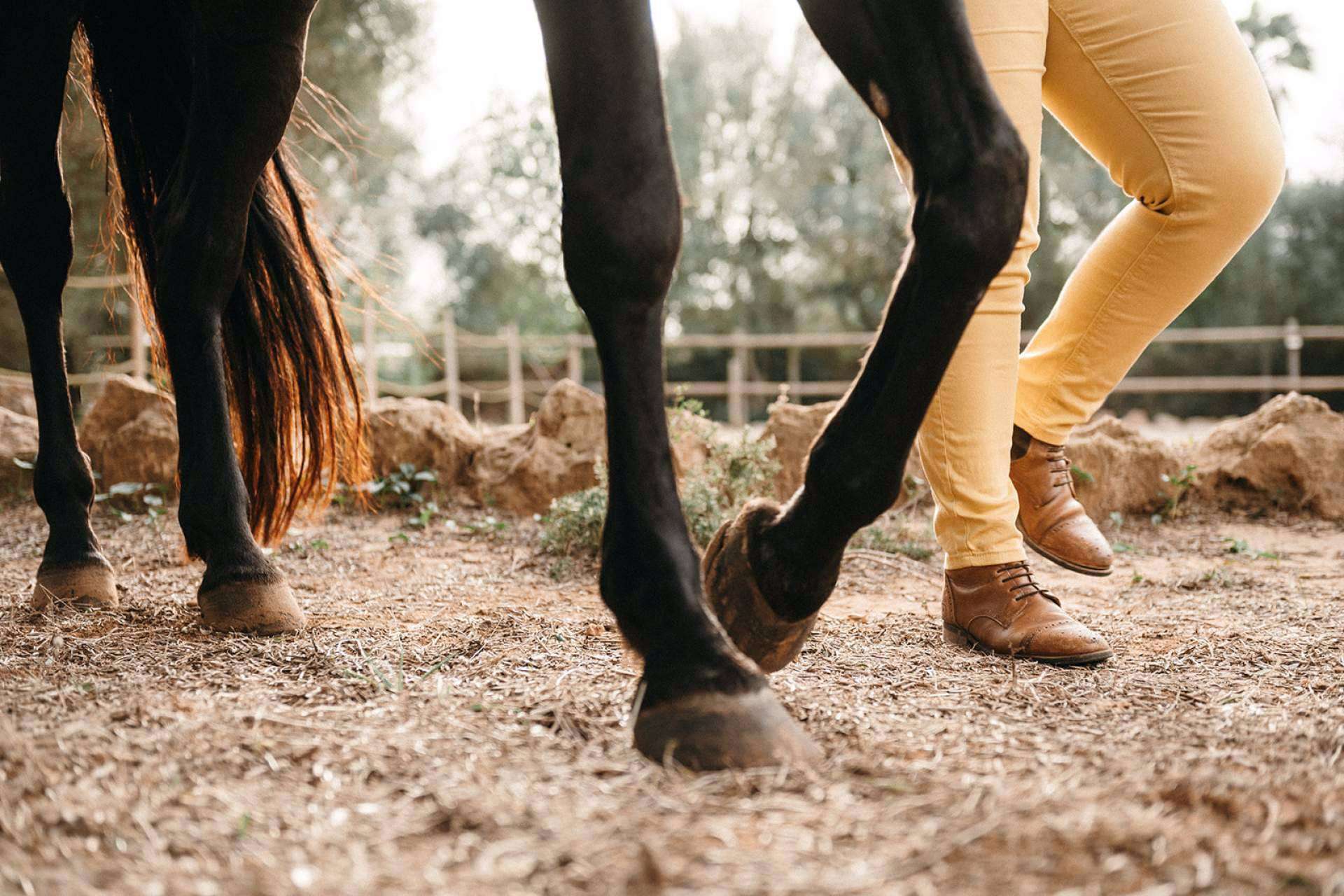 Aprender a comunicar a través de coaching asistido por caballos