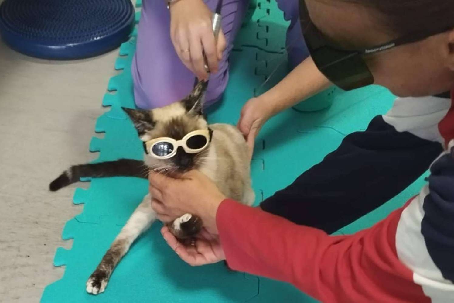 Reanimalia, centro de referencia en rehabilitación y fisioterapia veterinaria con laserterapia tipo IV