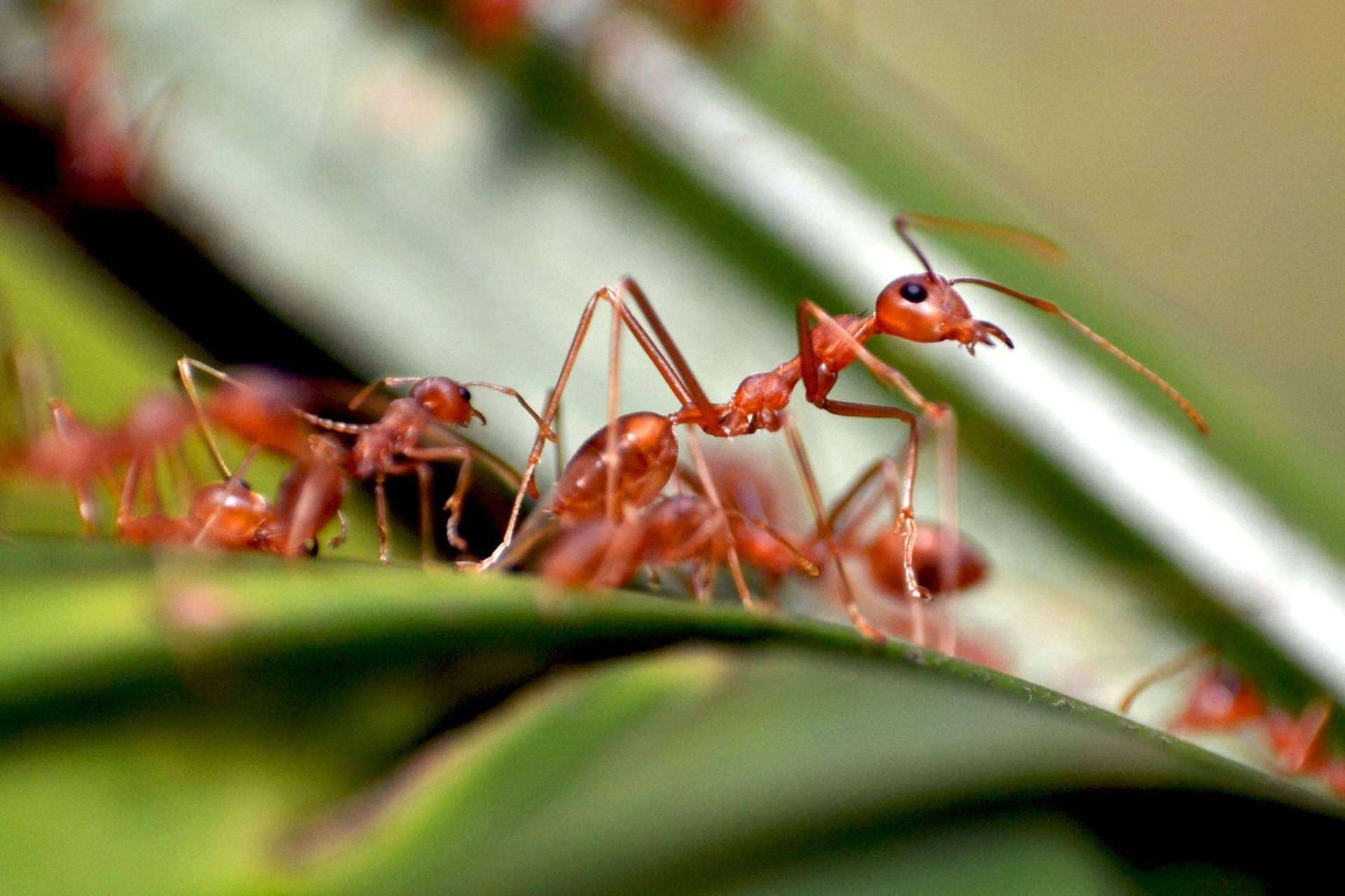 Consejos para evitar la presencia de hormigas en casa