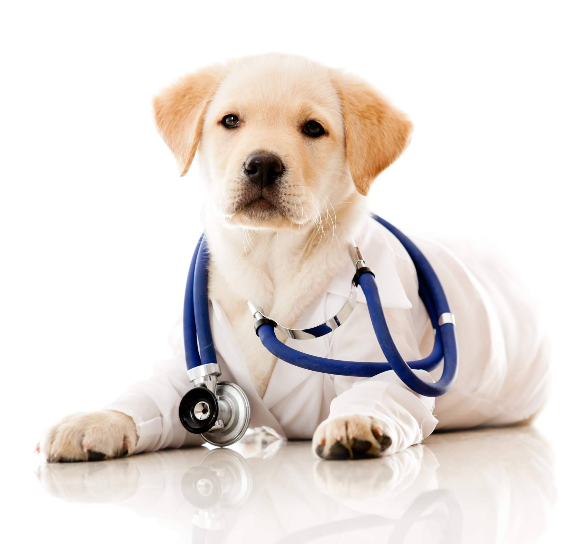 Atención especializada y tecnología avanzada en Clínica Veterinaria Jeremías