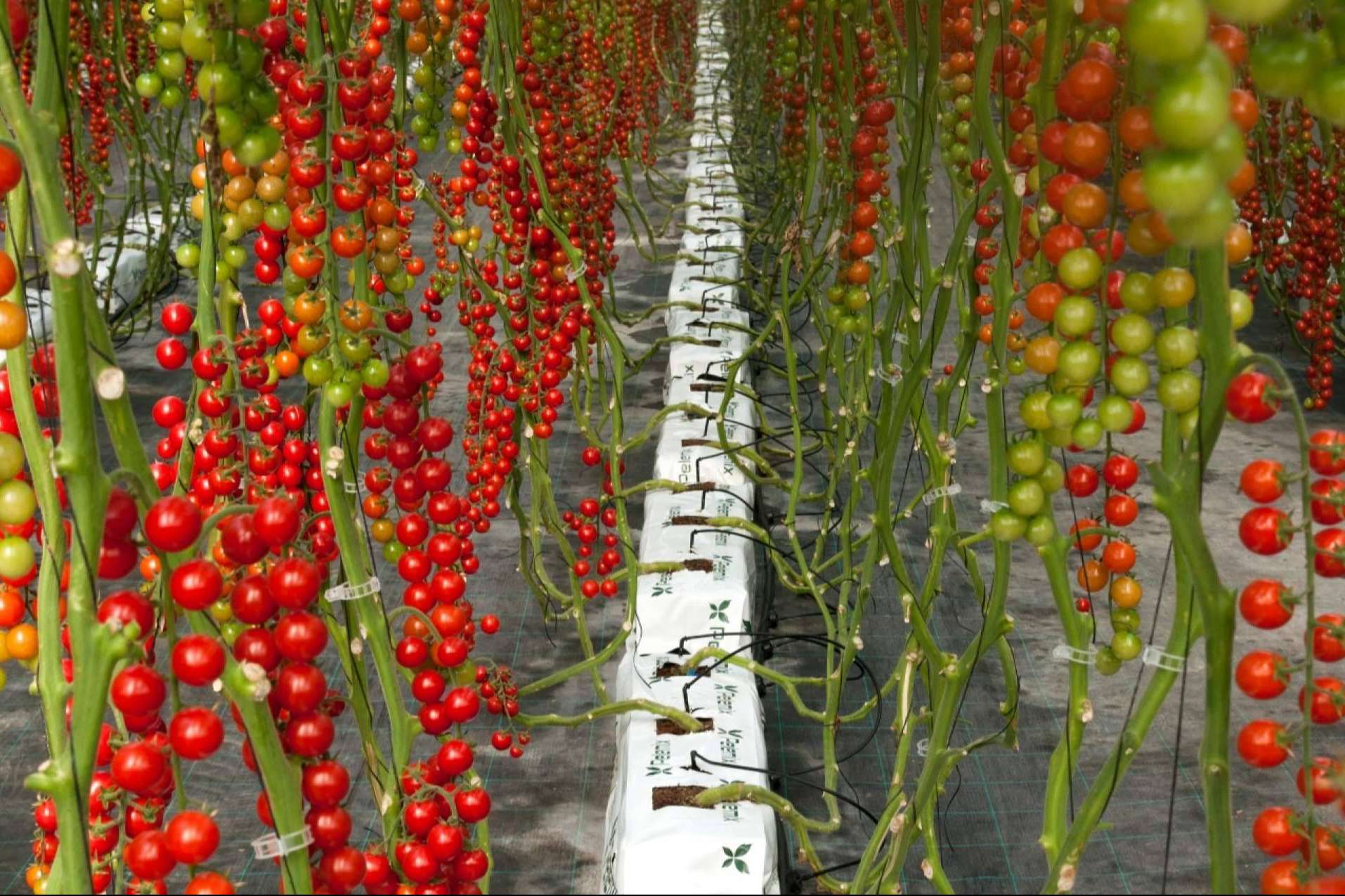 Crecicimiento rentable del cultivo de tomates con los sustratos de coco