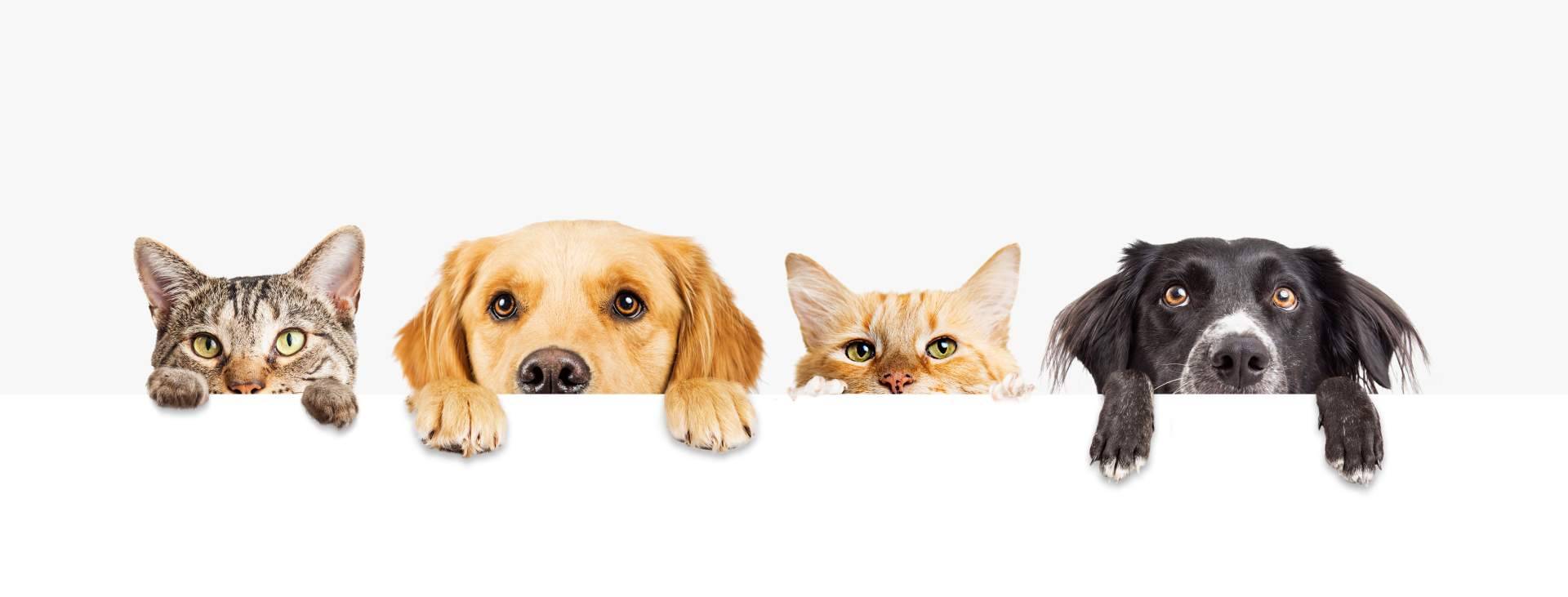 Miss Patitas Peludas; variedad y calidad en alimentación para gatos y perros en su tienda online