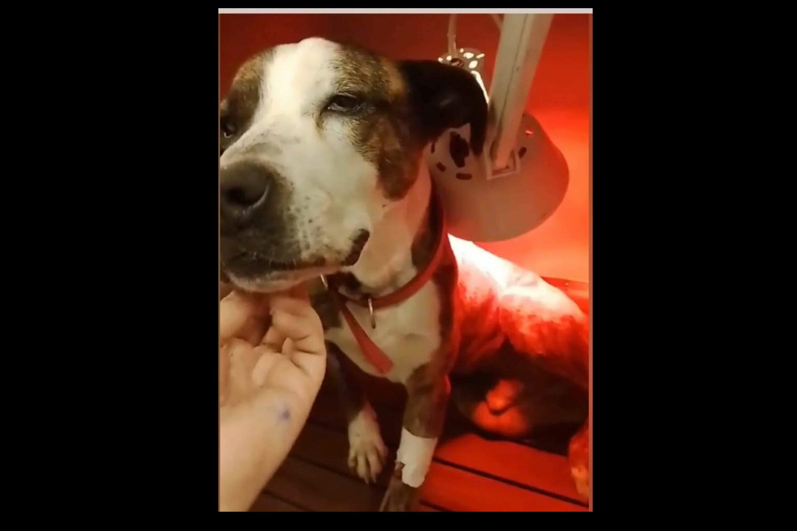SOS Salvando Vidas España refuerza su labor de rescate animal solidario con nuevas vías de adopción responsable