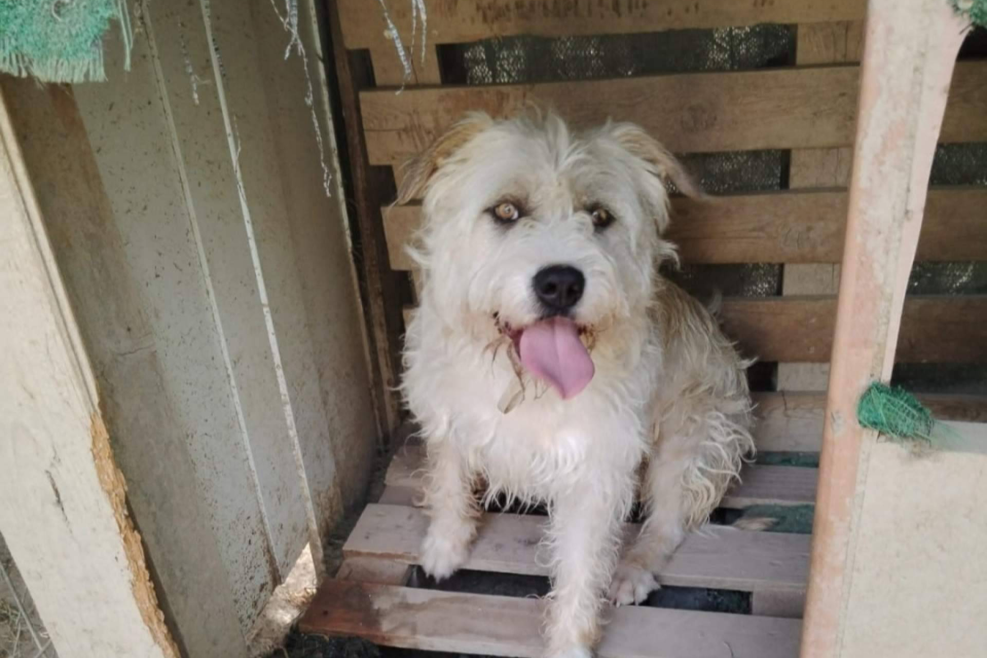 SOS Salvando Vidas España refuerza su compromiso con la adopción y el apadrinamiento responsable